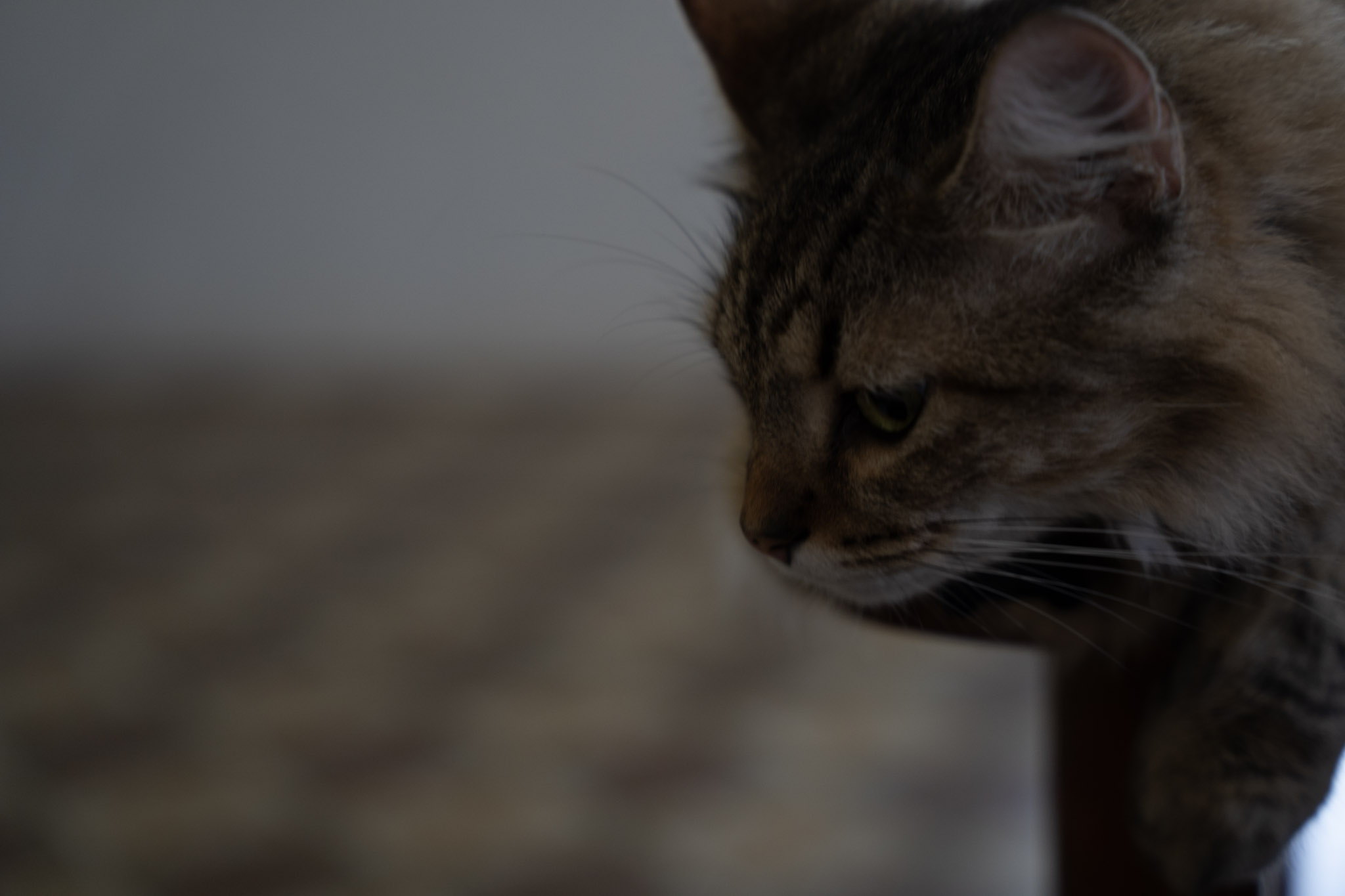 2021-12-20_Santa_Rita - foto 122