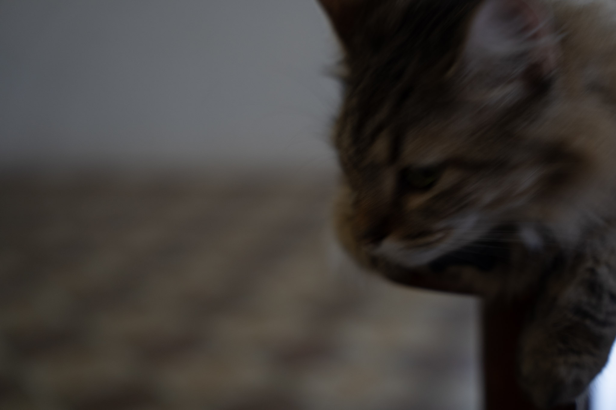 2021-12-20_Santa_Rita - foto 123