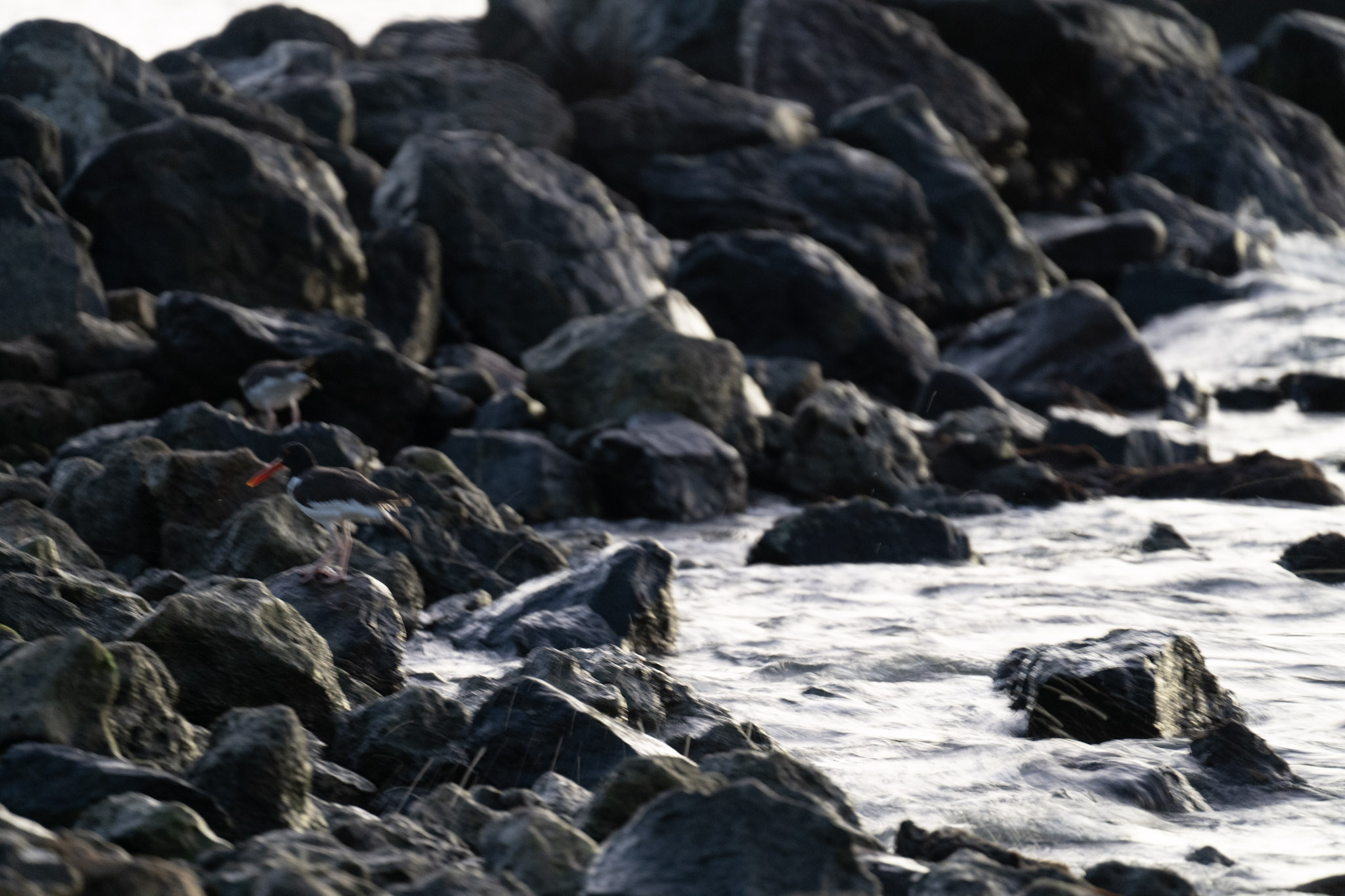 2021-12-21_Isla_de_Cabras - foto 44