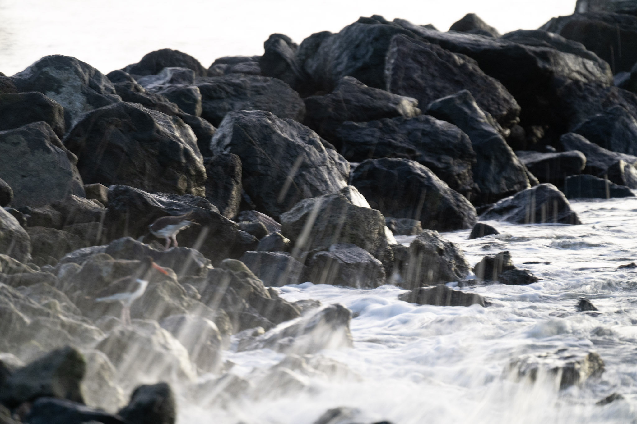 2021-12-21_Isla_de_Cabras - foto 45