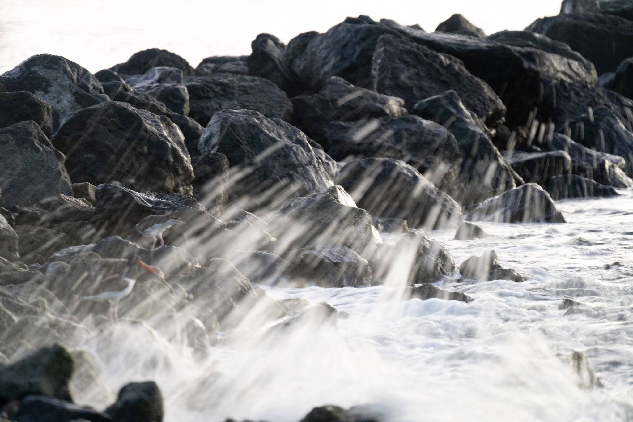 2021-12-21_Isla_de_Cabras - foto 46