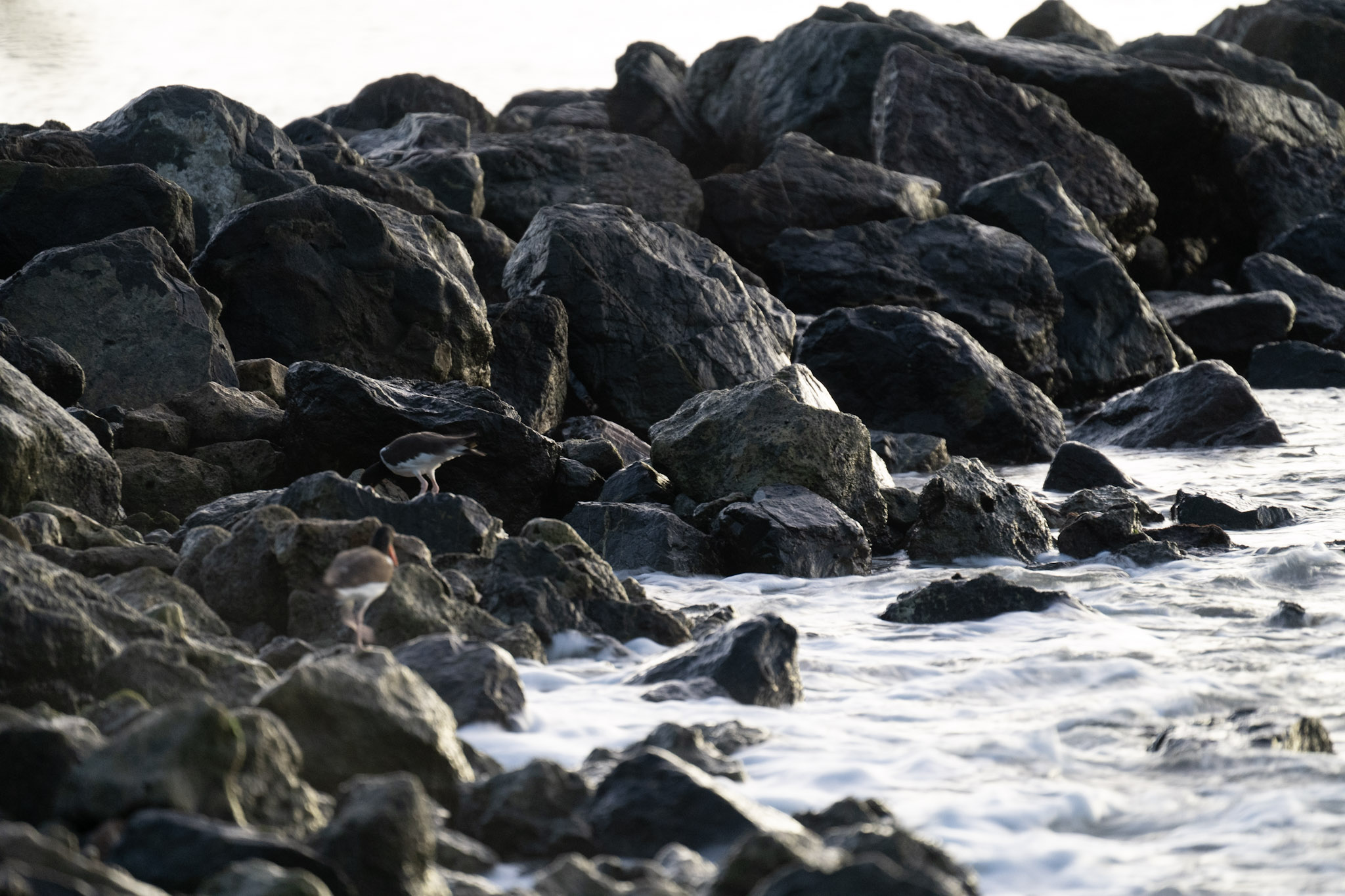 2021-12-21_Isla_de_Cabras - foto 47