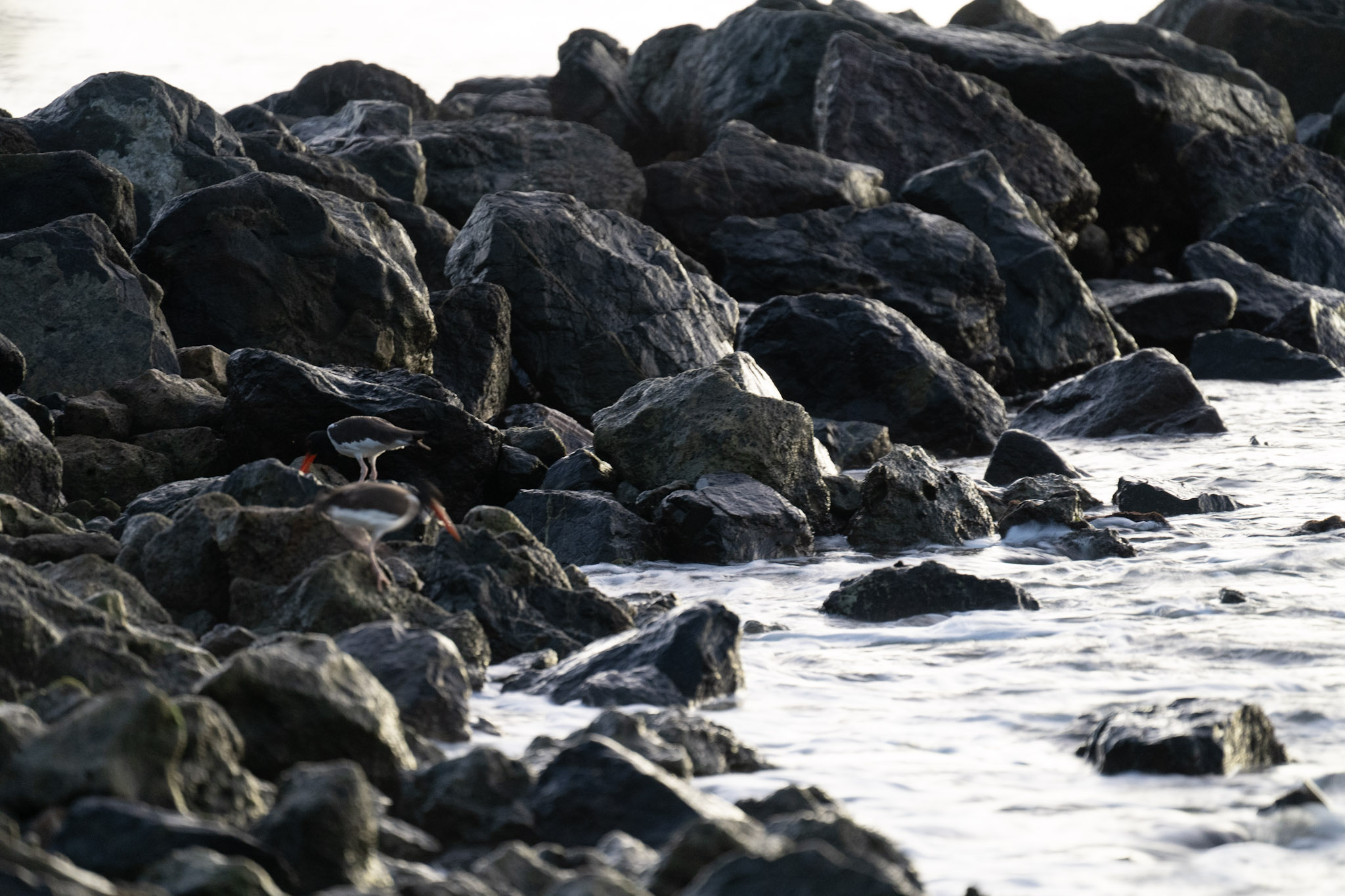 2021-12-21_Isla_de_Cabras - foto 48