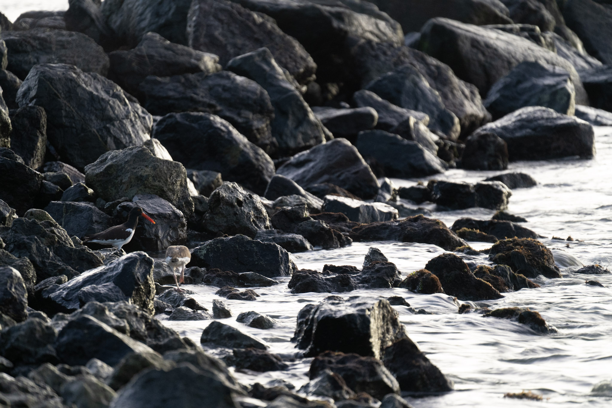 2021-12-21_Isla_de_Cabras - foto 49