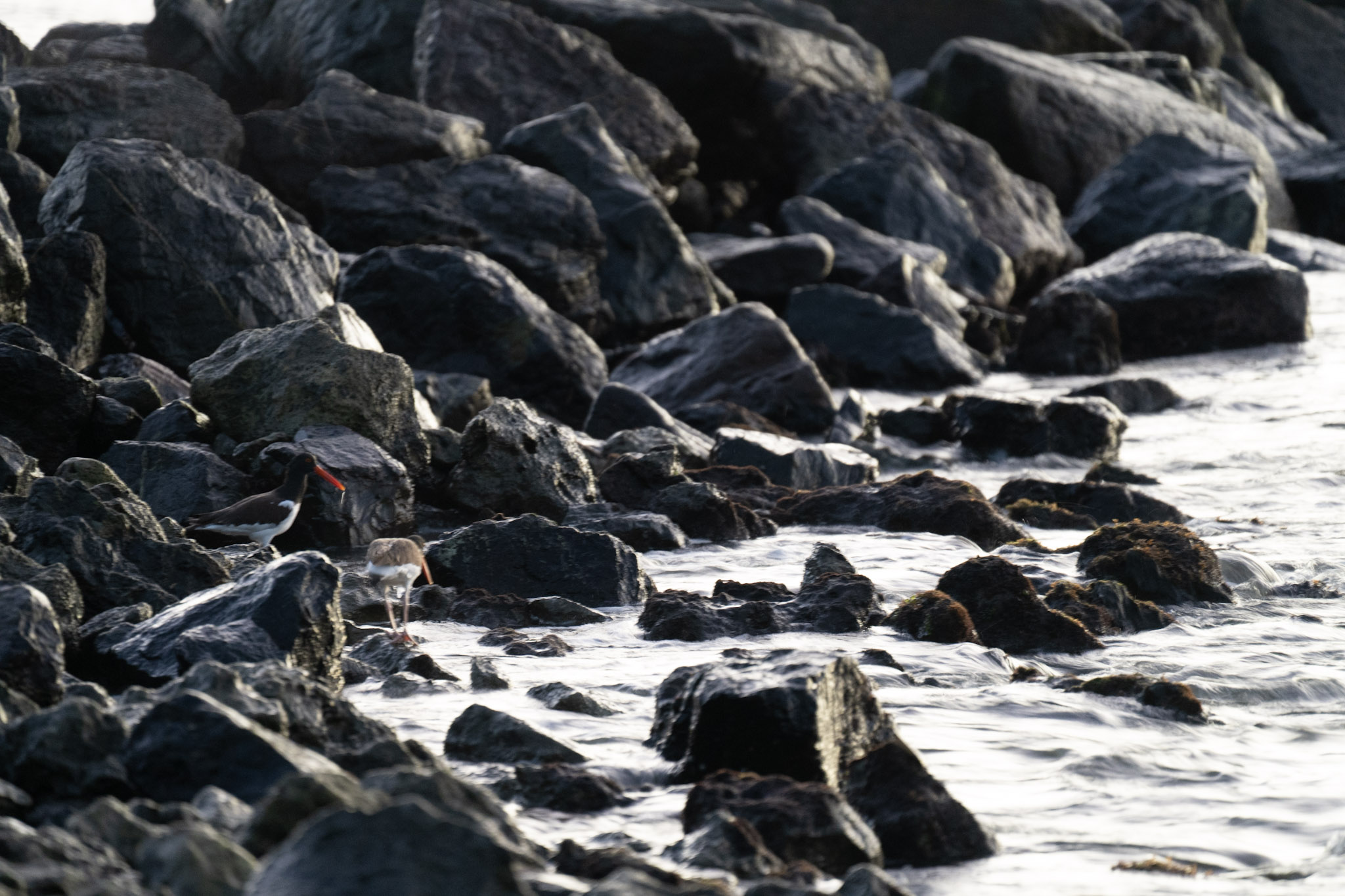 2021-12-21_Isla_de_Cabras - foto 50