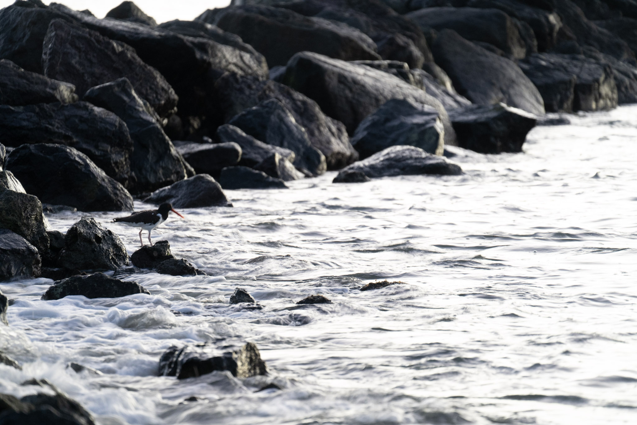 2021-12-21_Isla_de_Cabras - foto 51