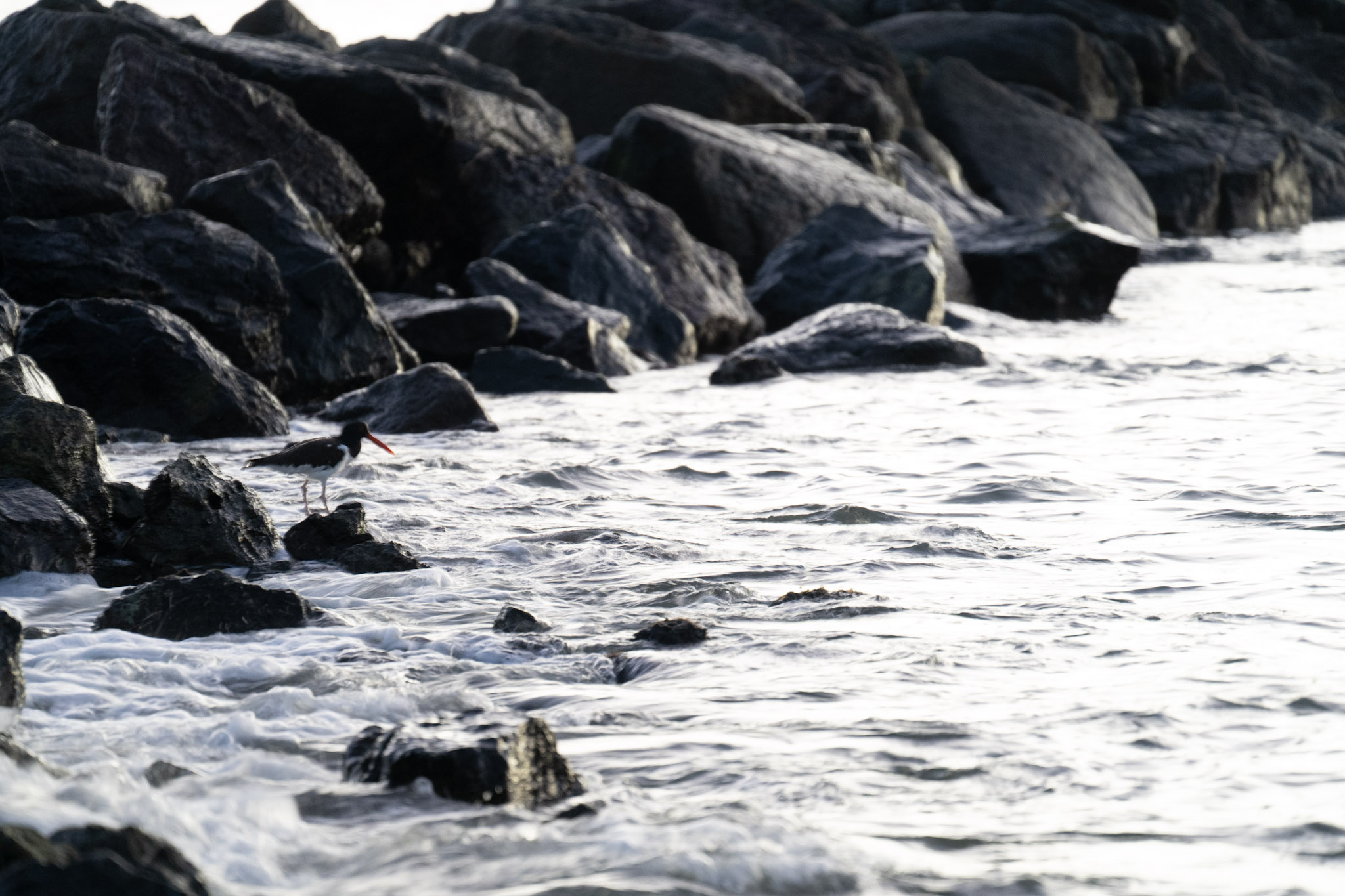 2021-12-21_Isla_de_Cabras - foto 52