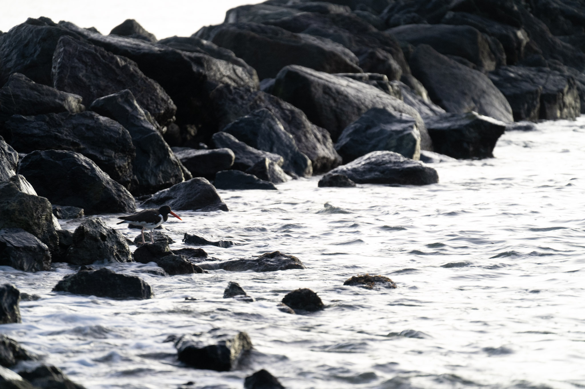 2021-12-21_Isla_de_Cabras - foto 53