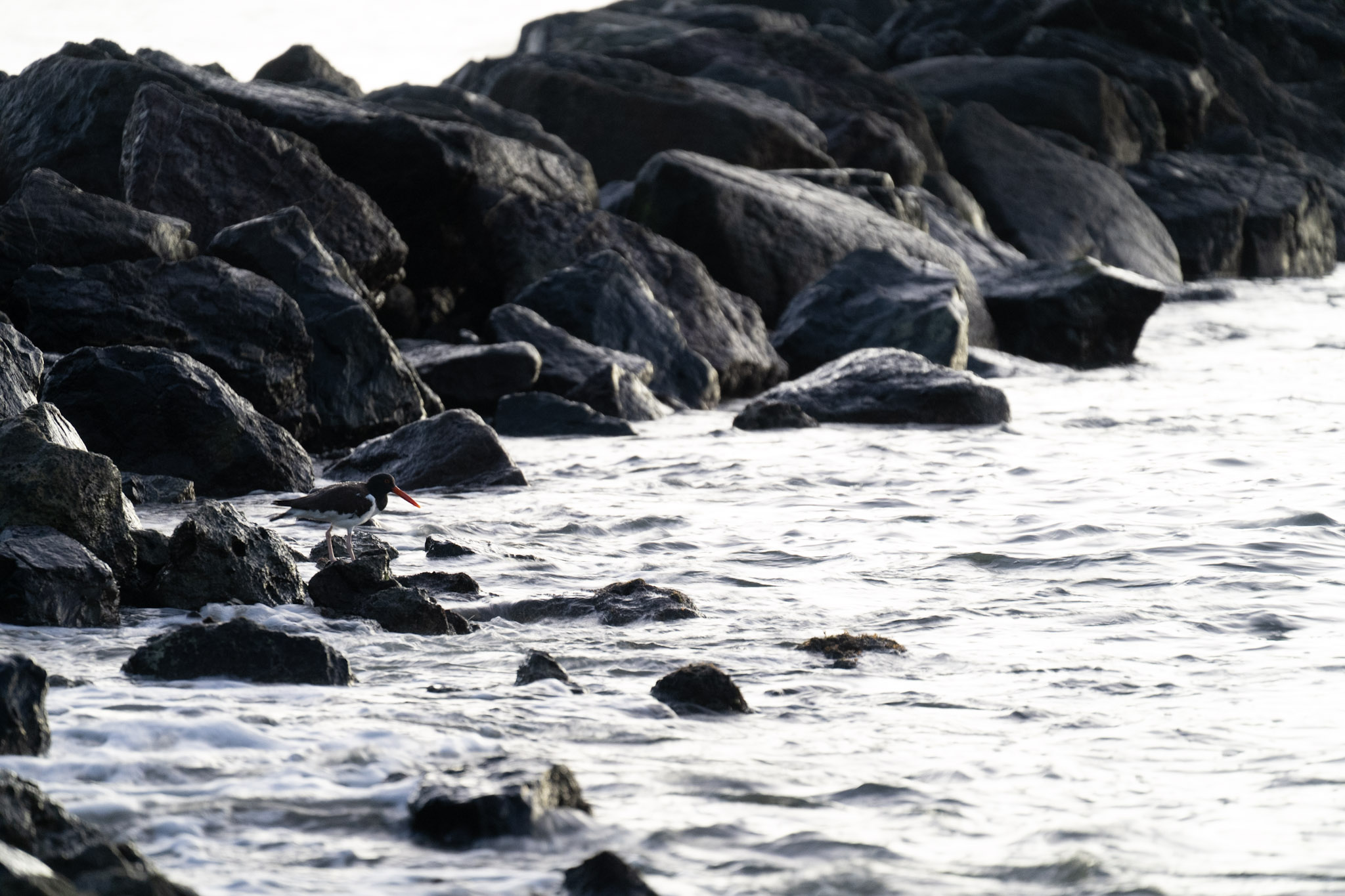 2021-12-21_Isla_de_Cabras - foto 54