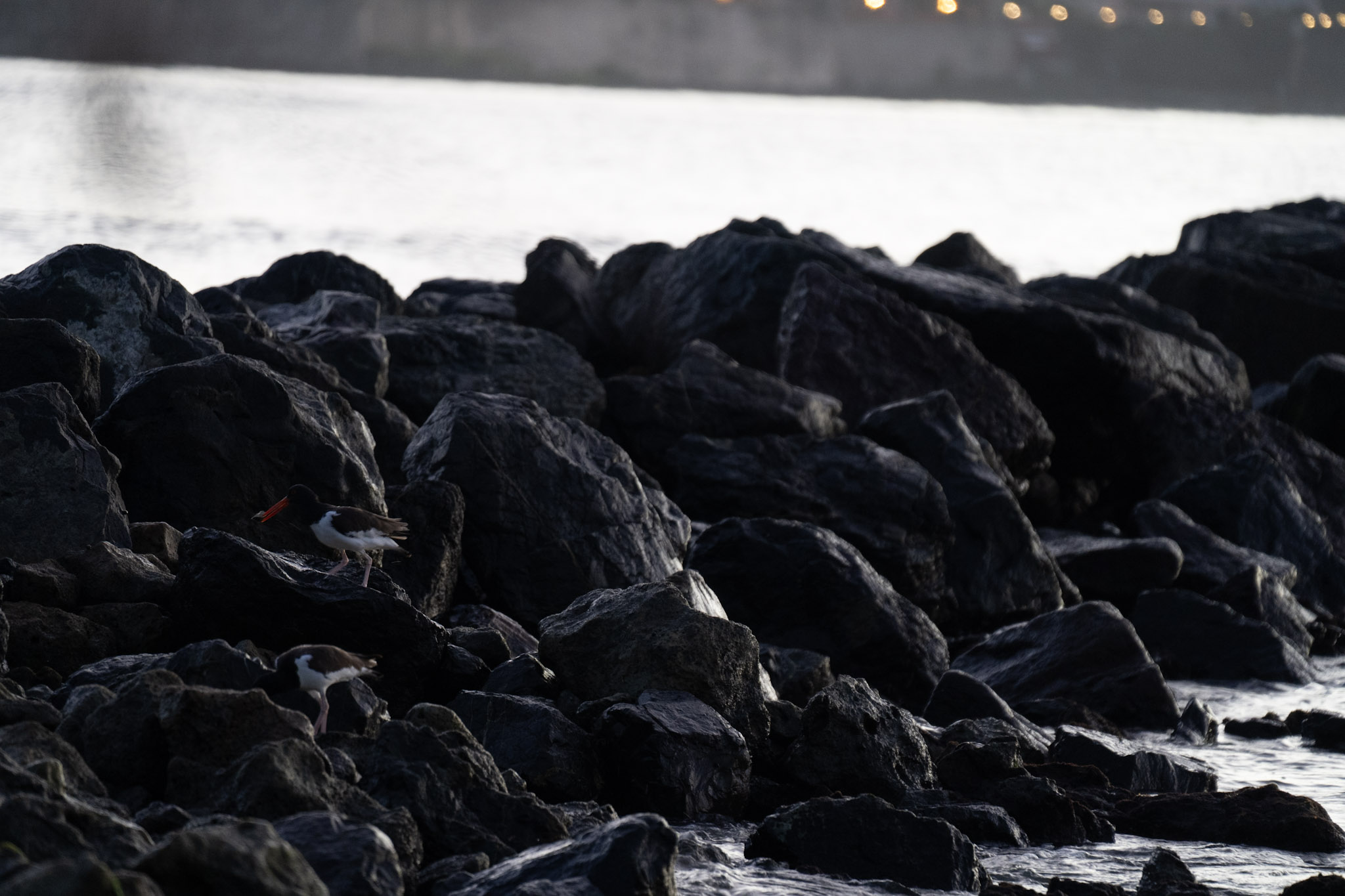 2021-12-21_Isla_de_Cabras - foto 55