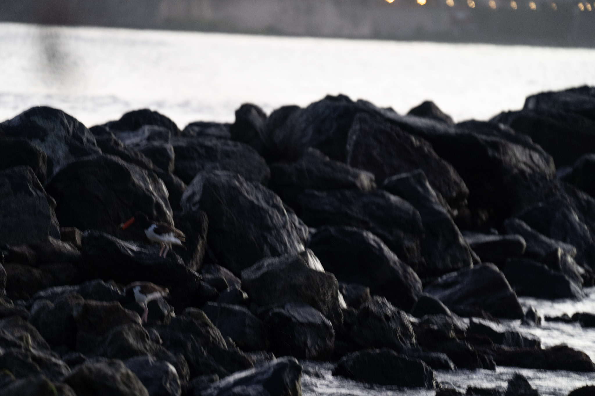 2021-12-21_Isla_de_Cabras - foto 56