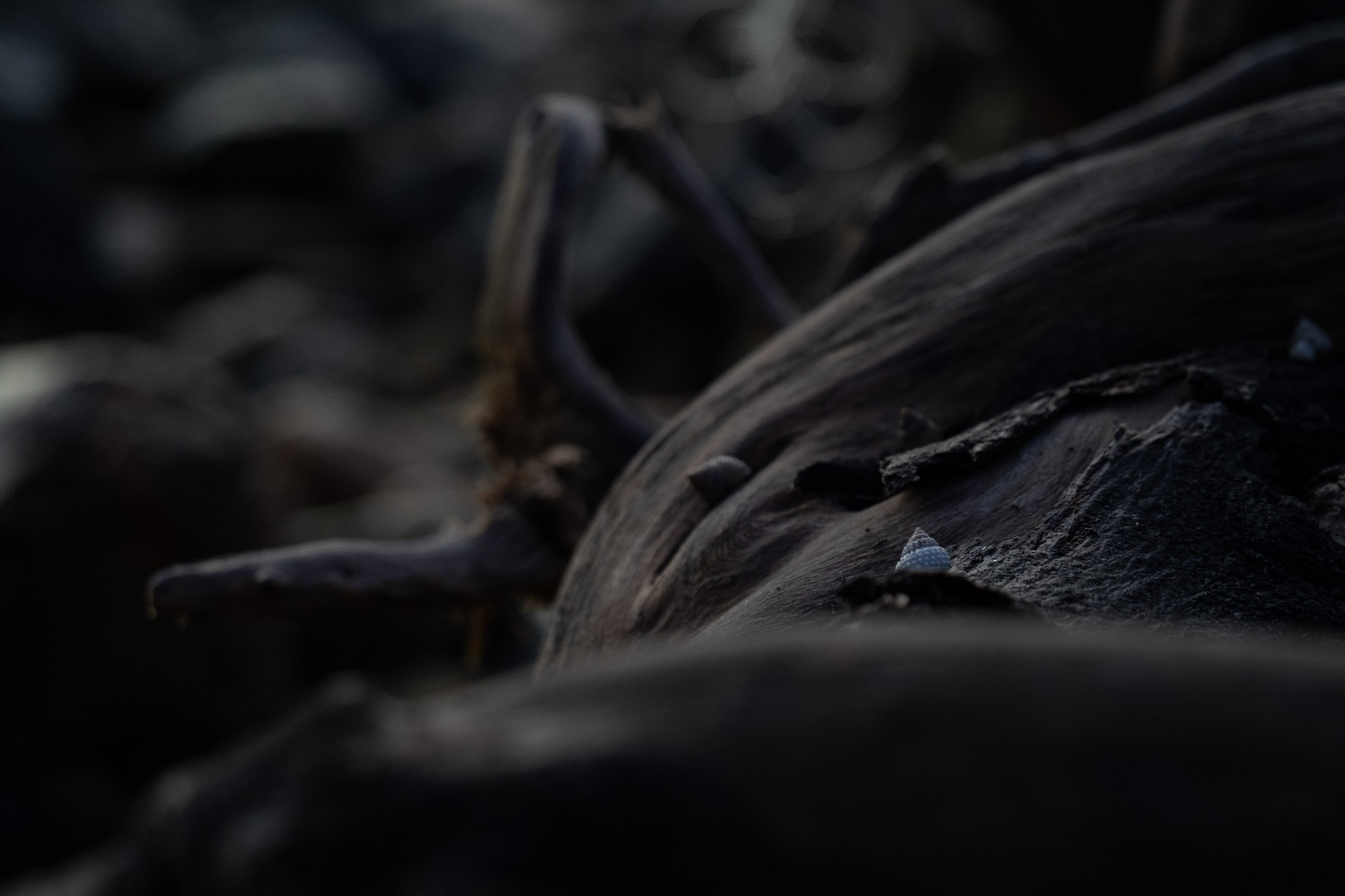 2021-12-21_Isla_de_Cabras - foto 57