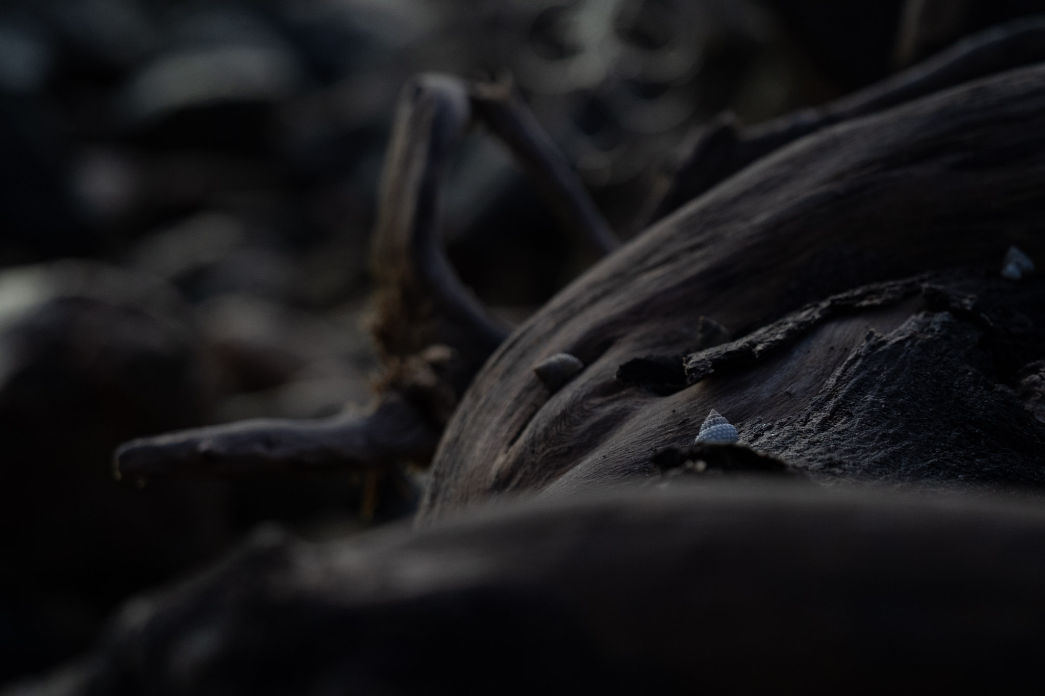 2021-12-21_Isla_de_Cabras - foto 58