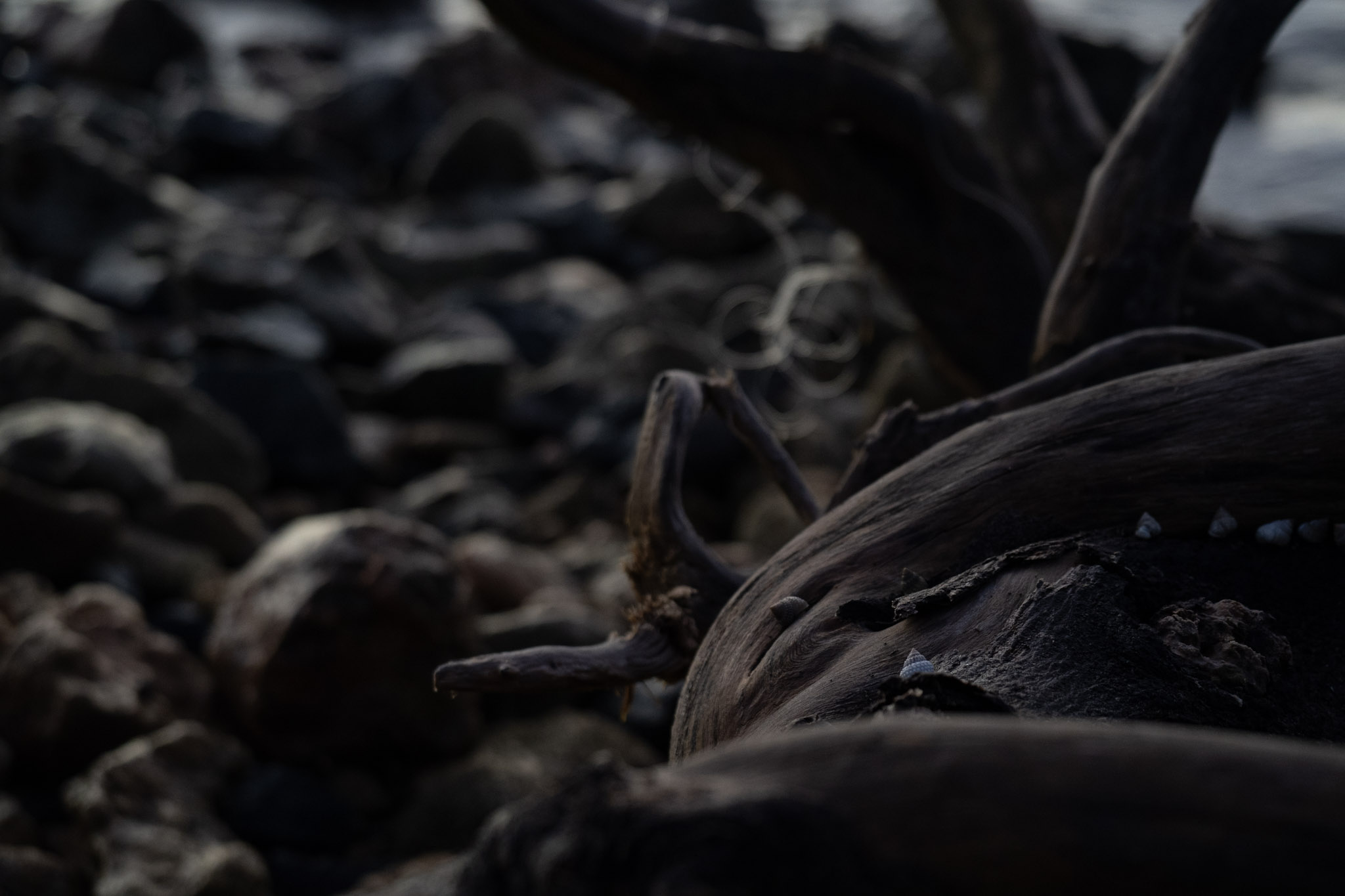 2021-12-21_Isla_de_Cabras - foto 59