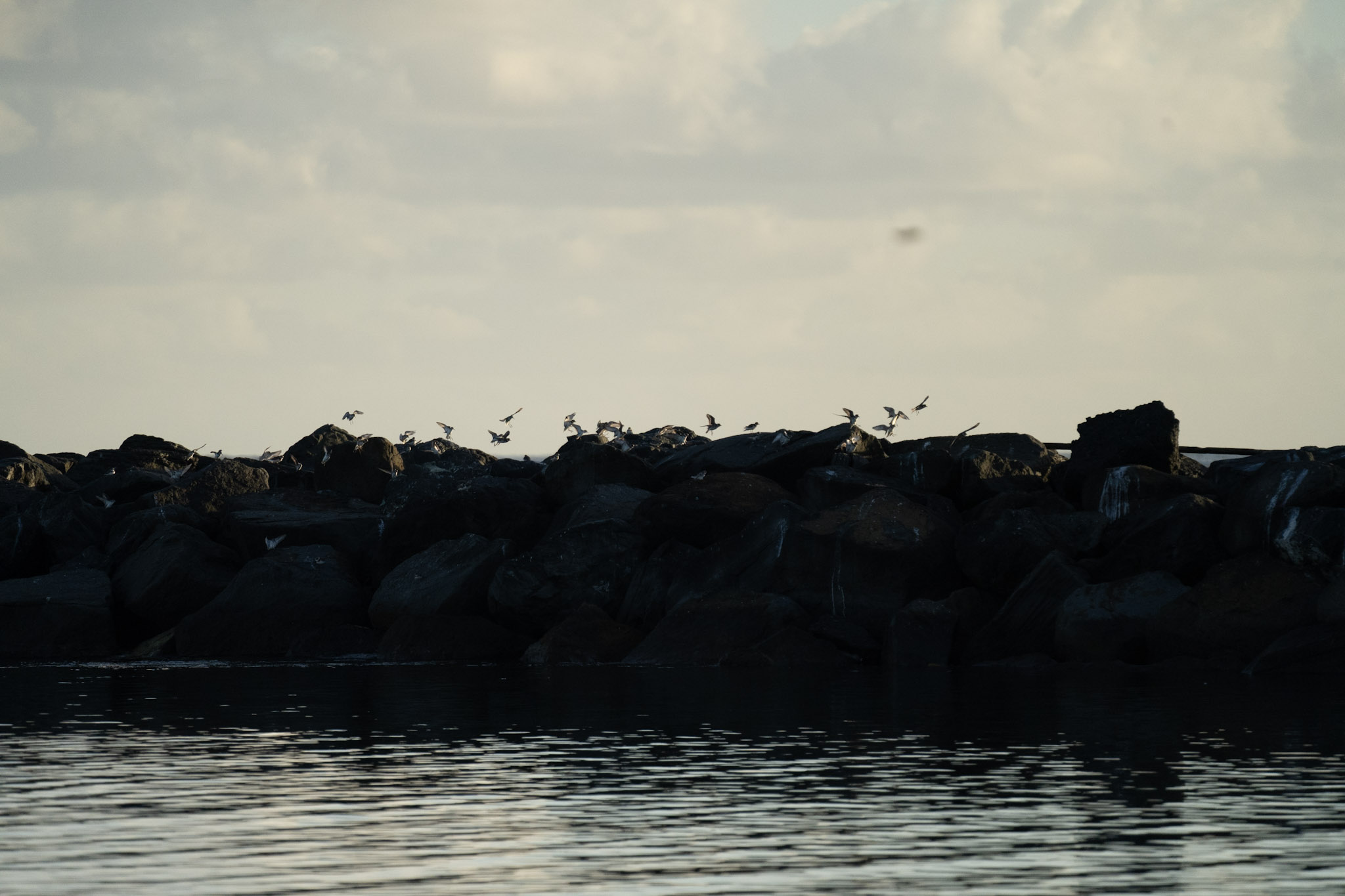 2021-12-21_Isla_de_Cabras - foto 162