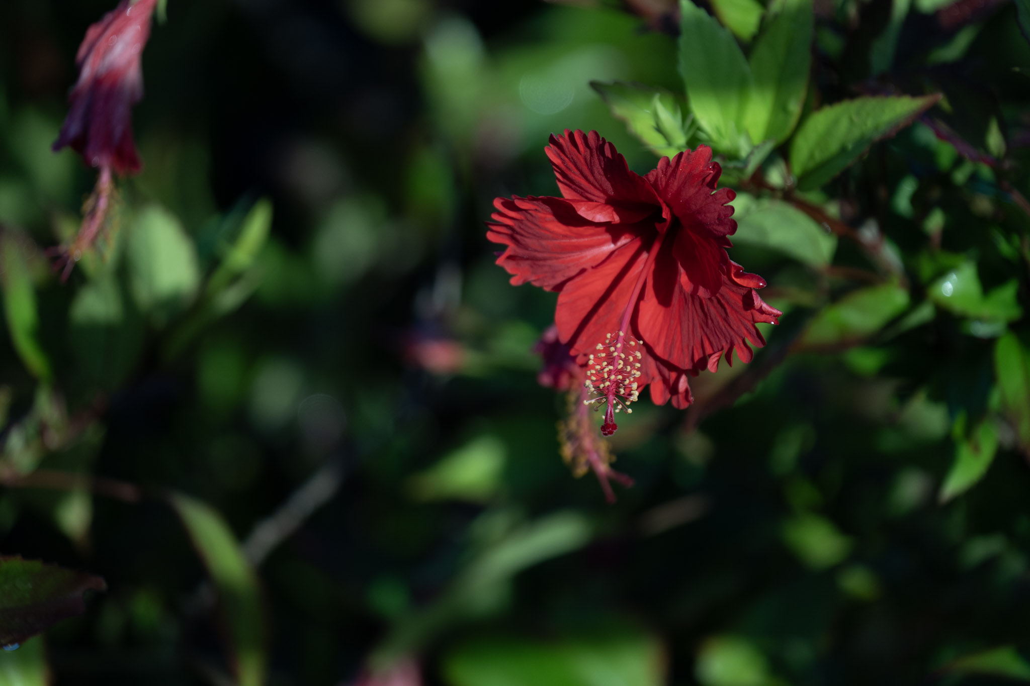 2021-12-21_Isla_de_Cabras - foto 186