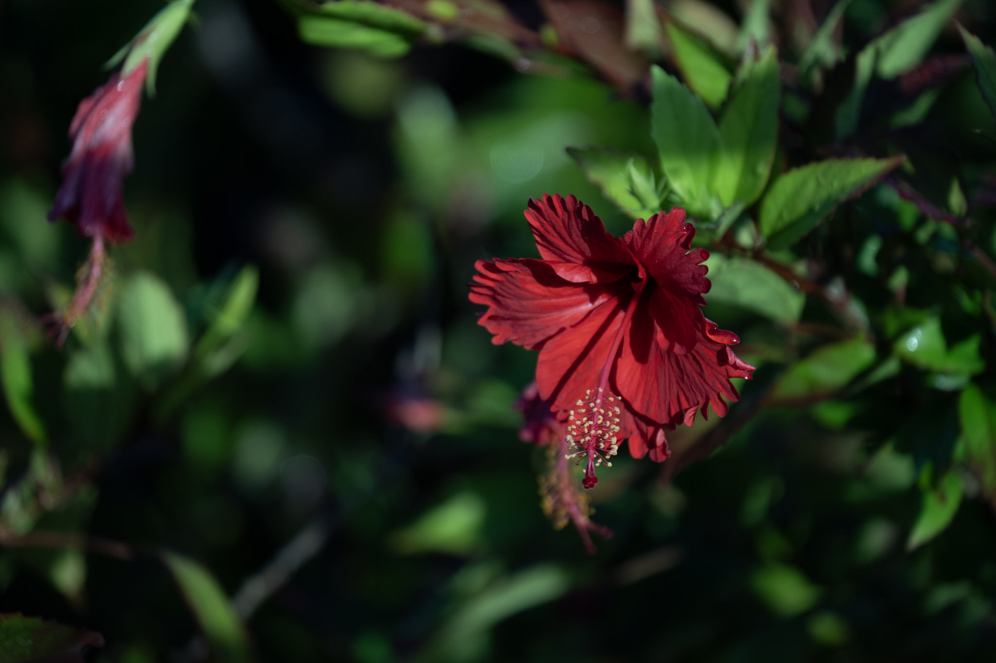 2021-12-21_Isla_de_Cabras - foto 187