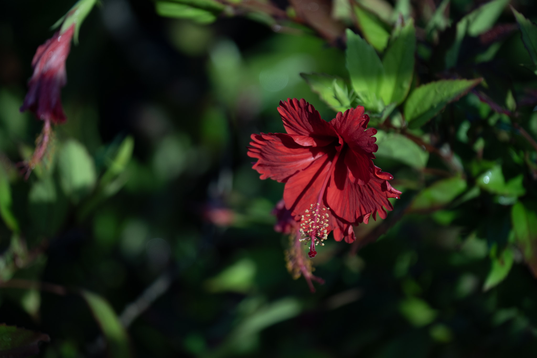 2021-12-21_Isla_de_Cabras - foto 188