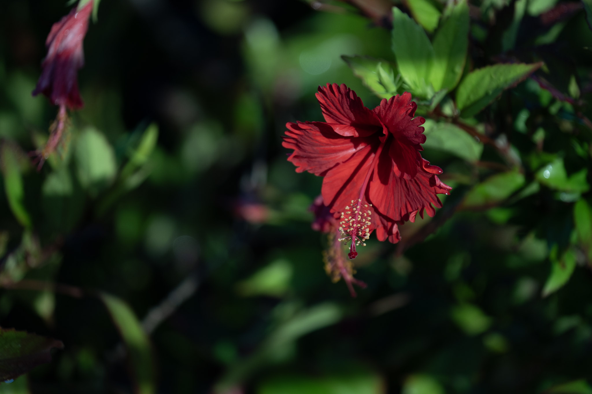 2021-12-21_Isla_de_Cabras - foto 189