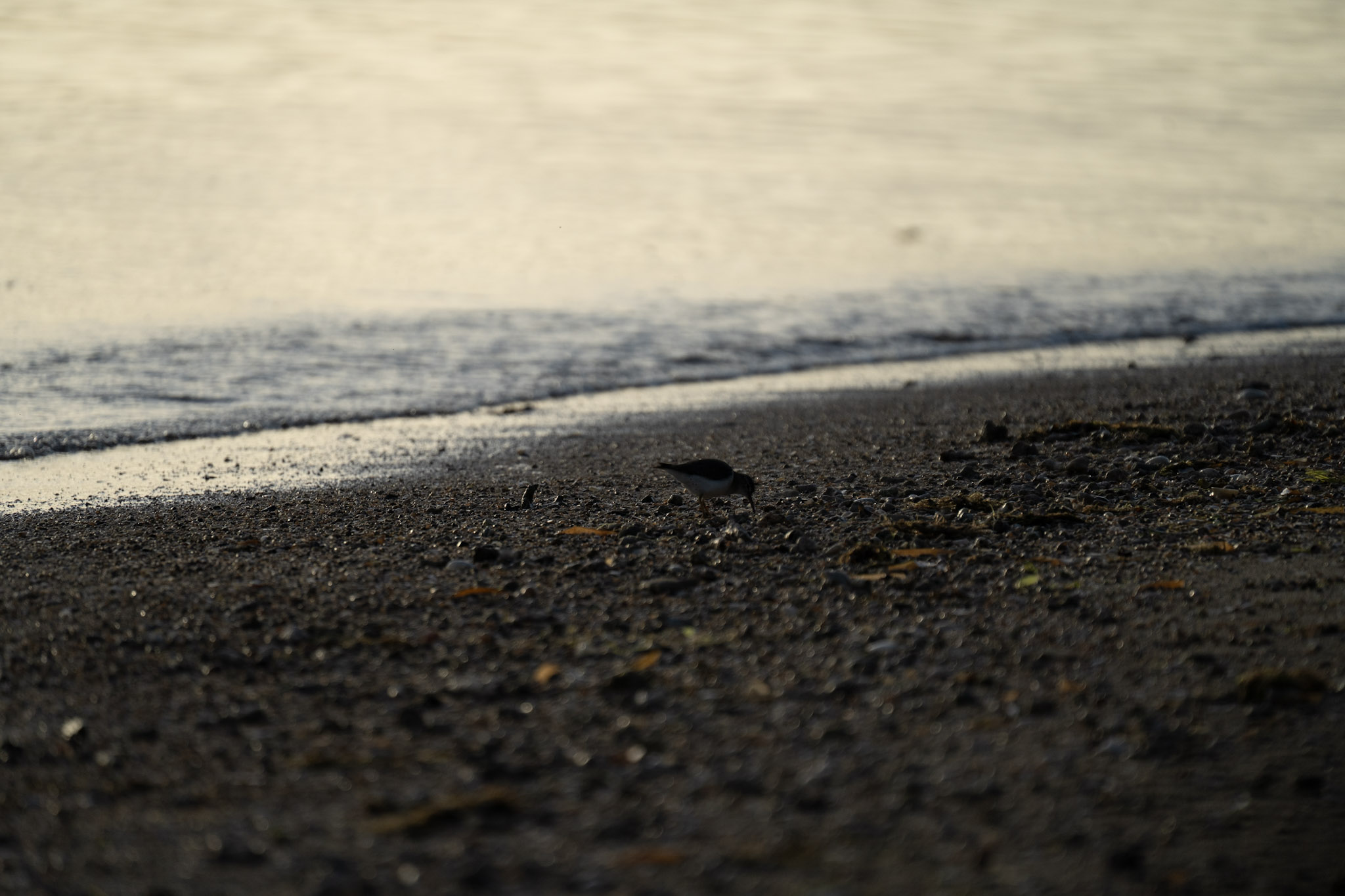 2021-12-21_Isla_de_Cabras - foto 192