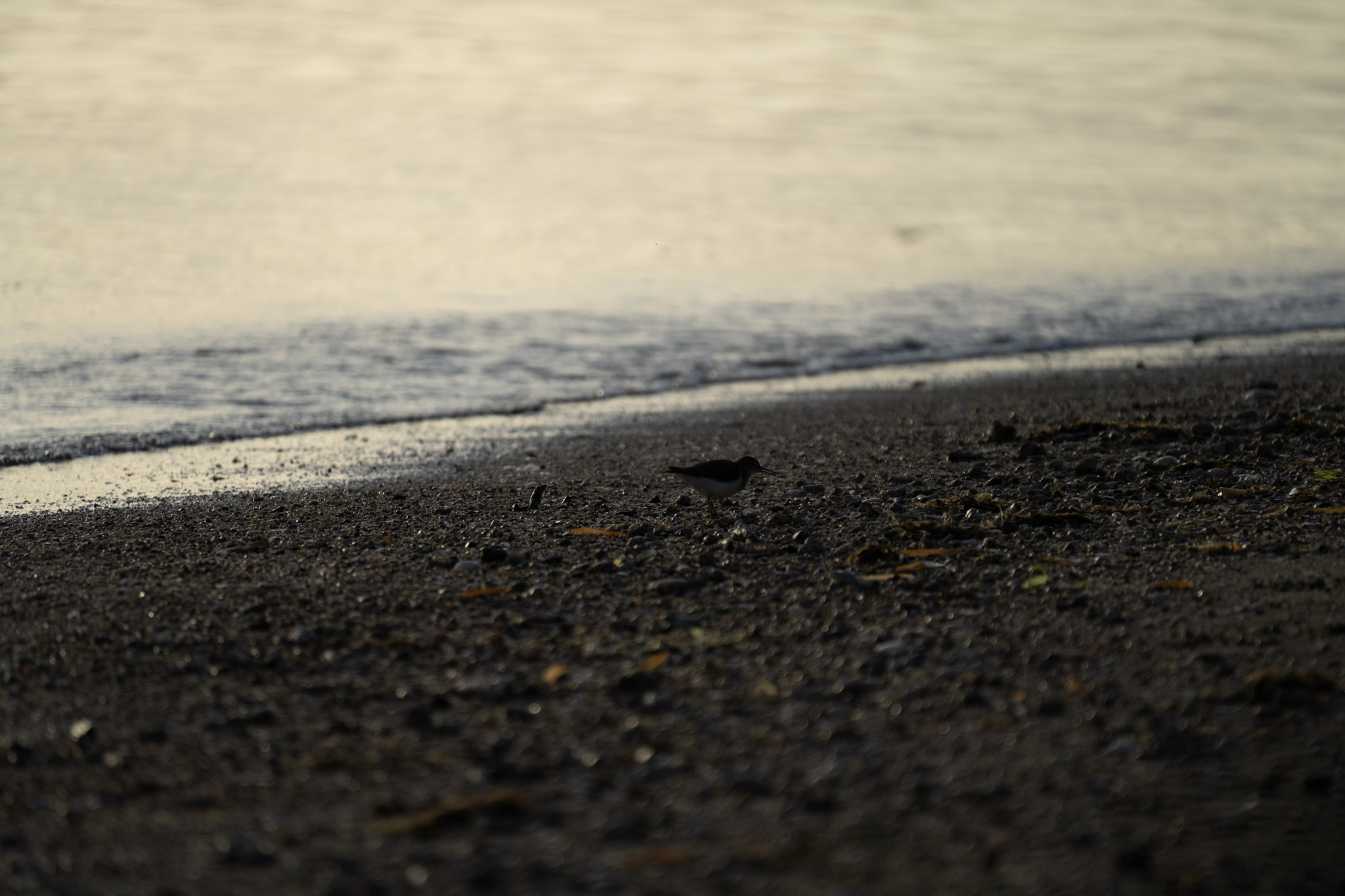 2021-12-21_Isla_de_Cabras - foto 193