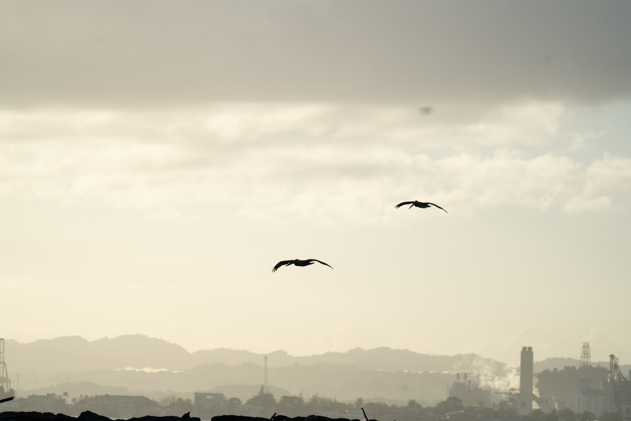 2021-12-21_Isla_de_Cabras - foto 194