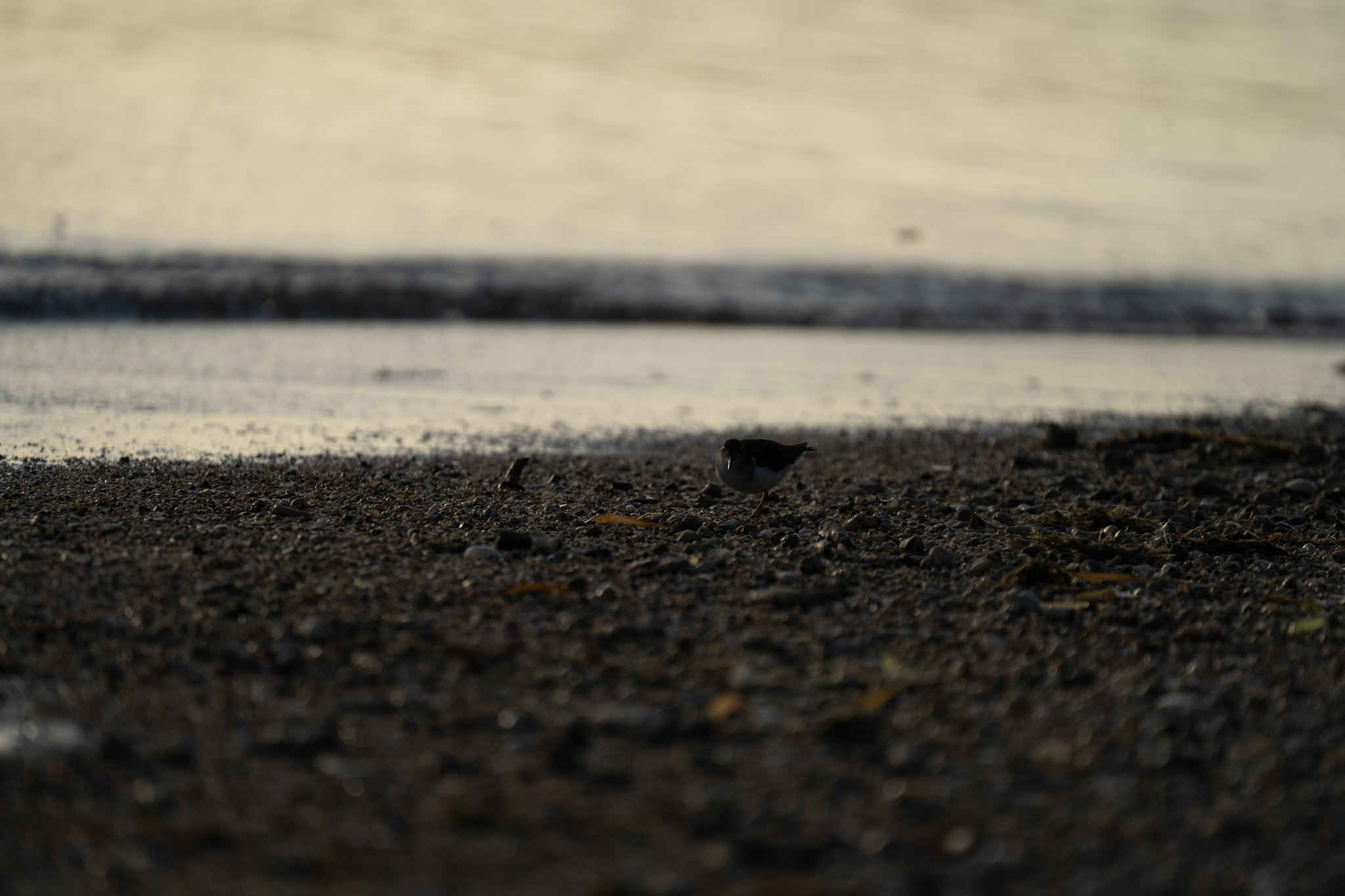 2021-12-21_Isla_de_Cabras - foto 196