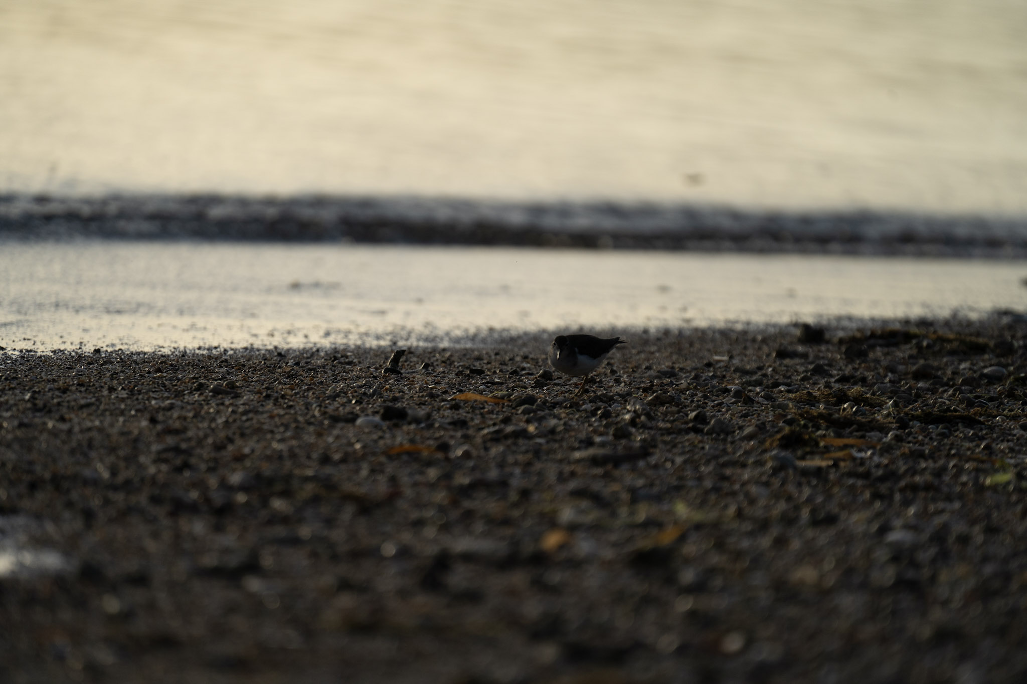 2021-12-21_Isla_de_Cabras - foto 197