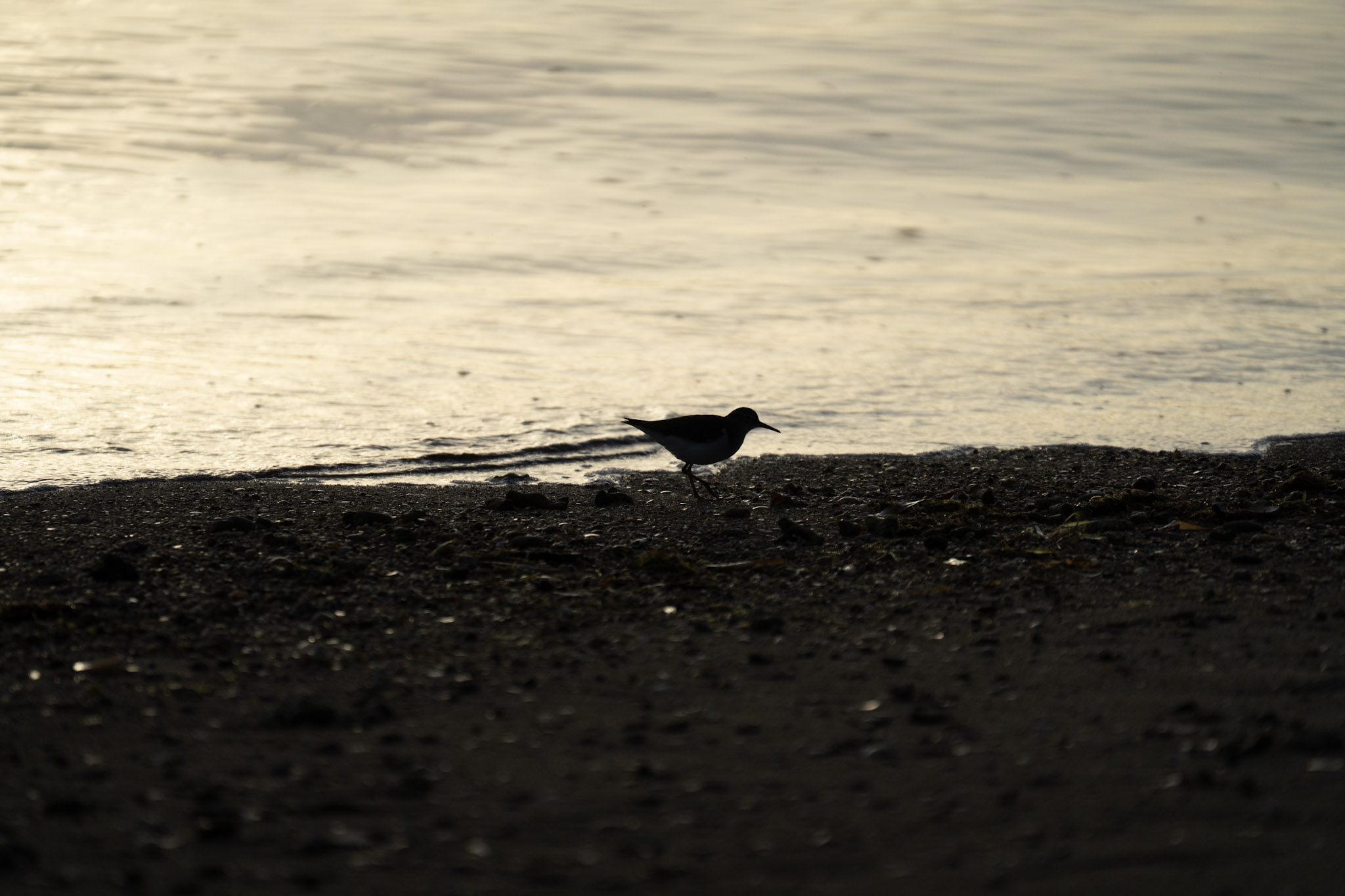 2021-12-21_Isla_de_Cabras - foto 198