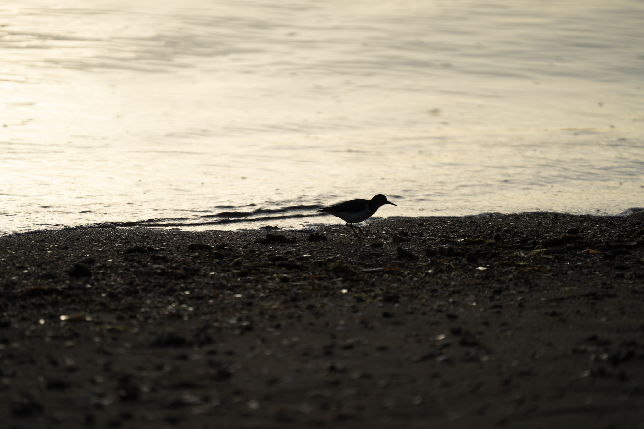 2021-12-21_Isla_de_Cabras - foto 199