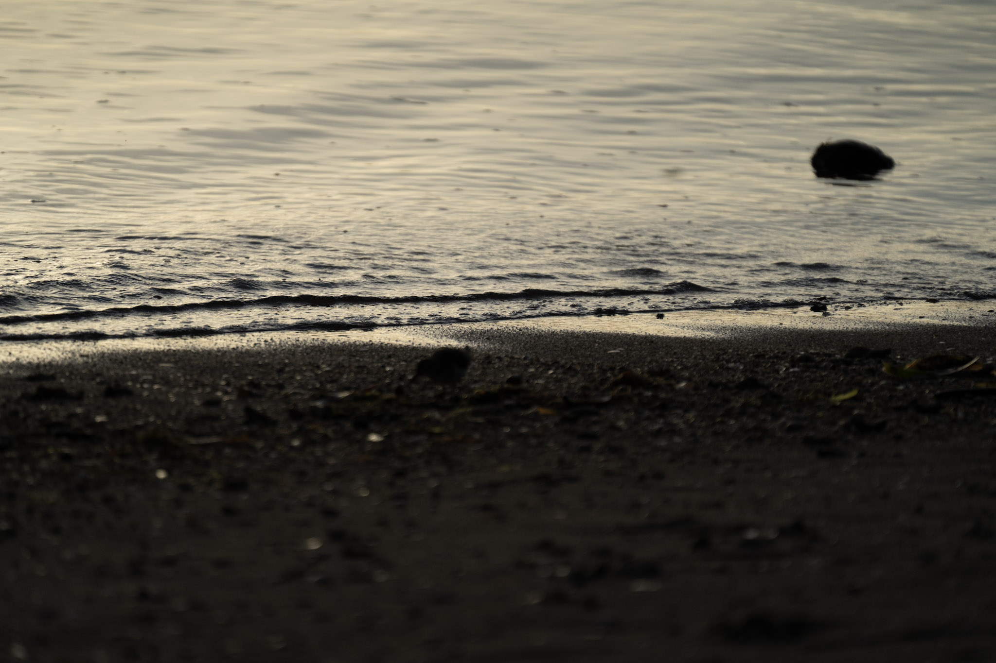 2021-12-21_Isla_de_Cabras - foto 200