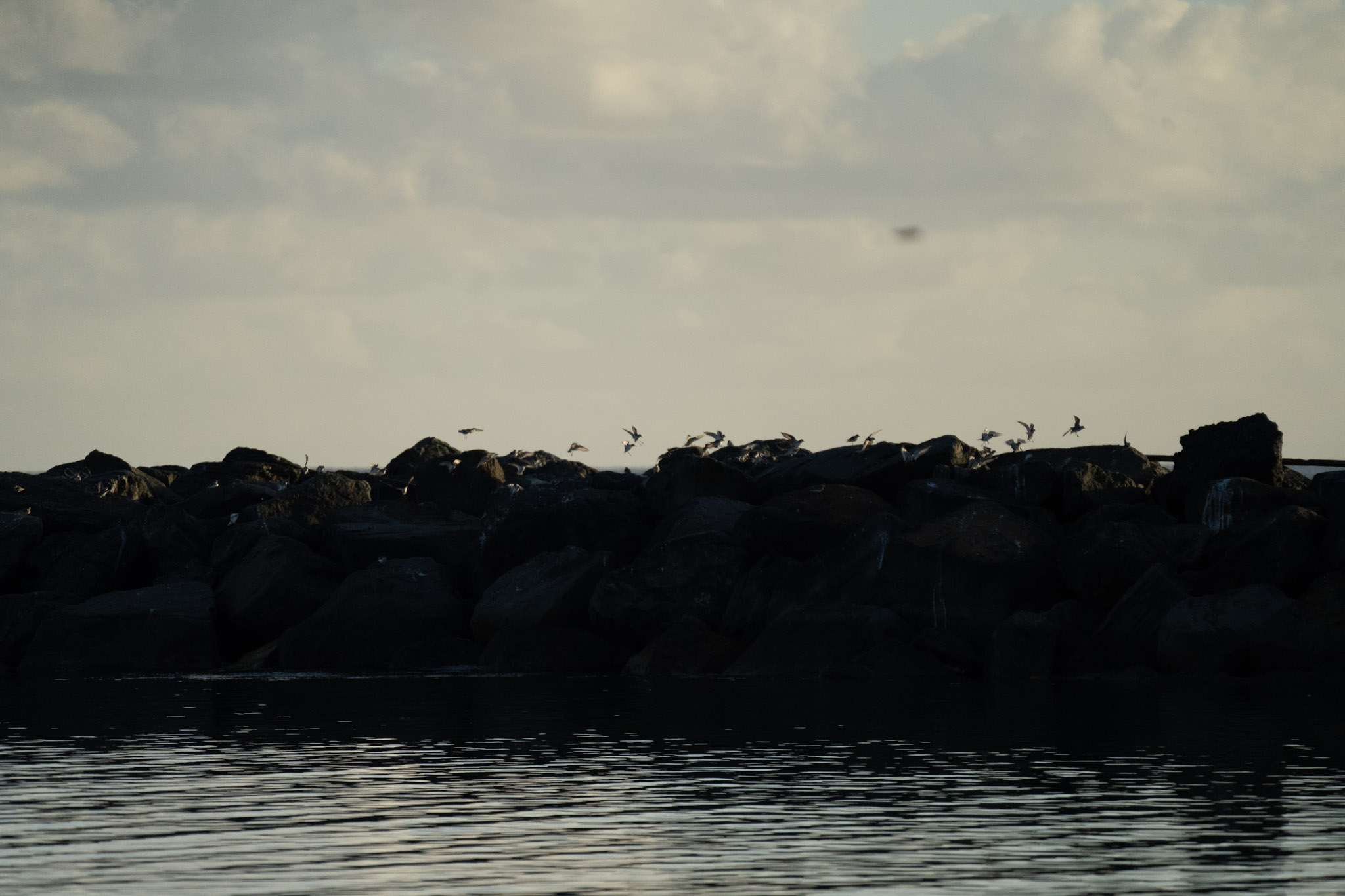 Isla de Cabras - foto 161