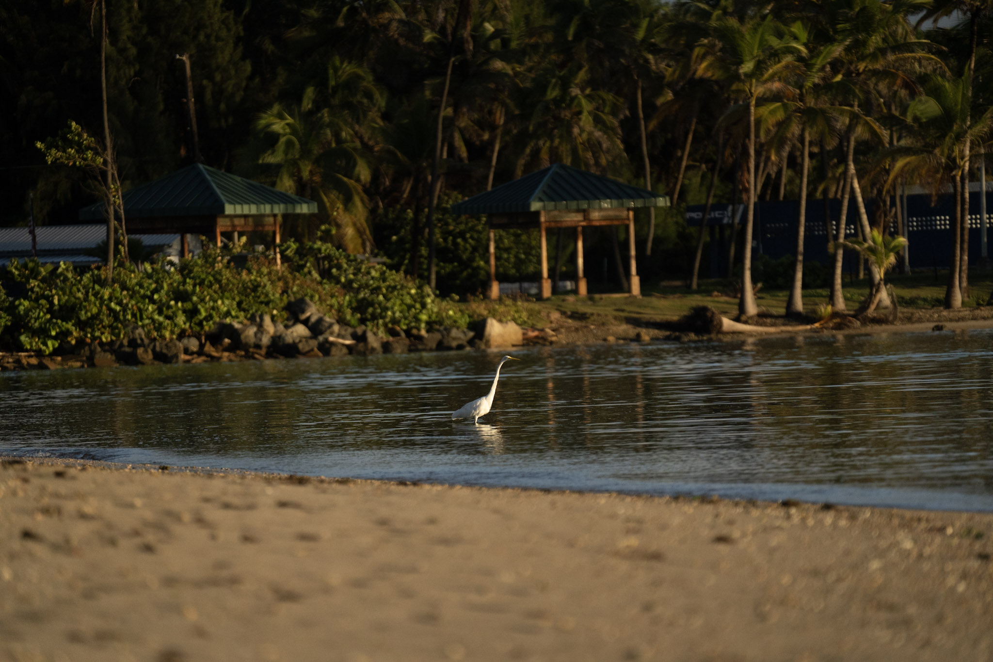 Isla de Cabras - foto 163