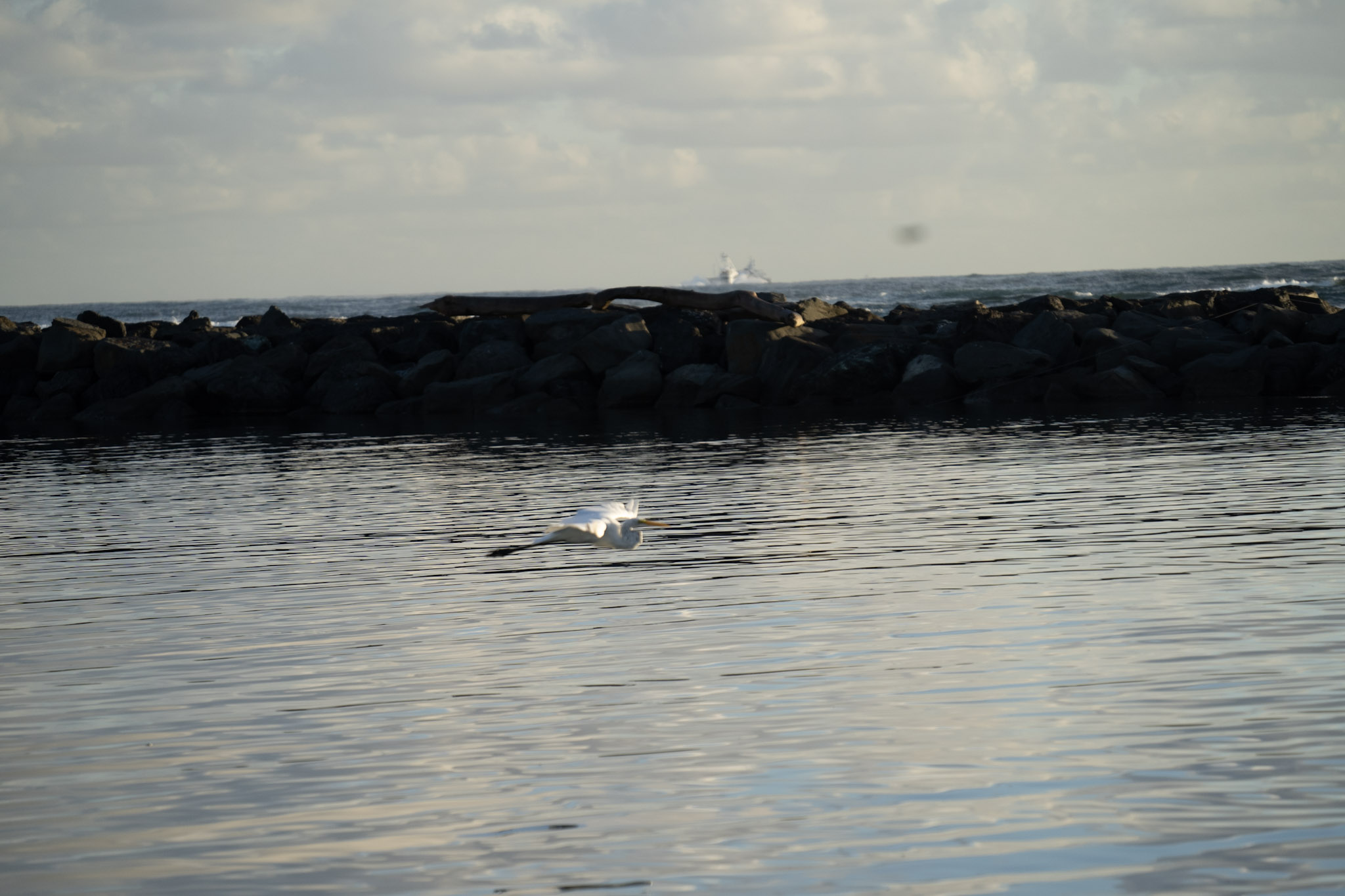Isla de Cabras - foto 173