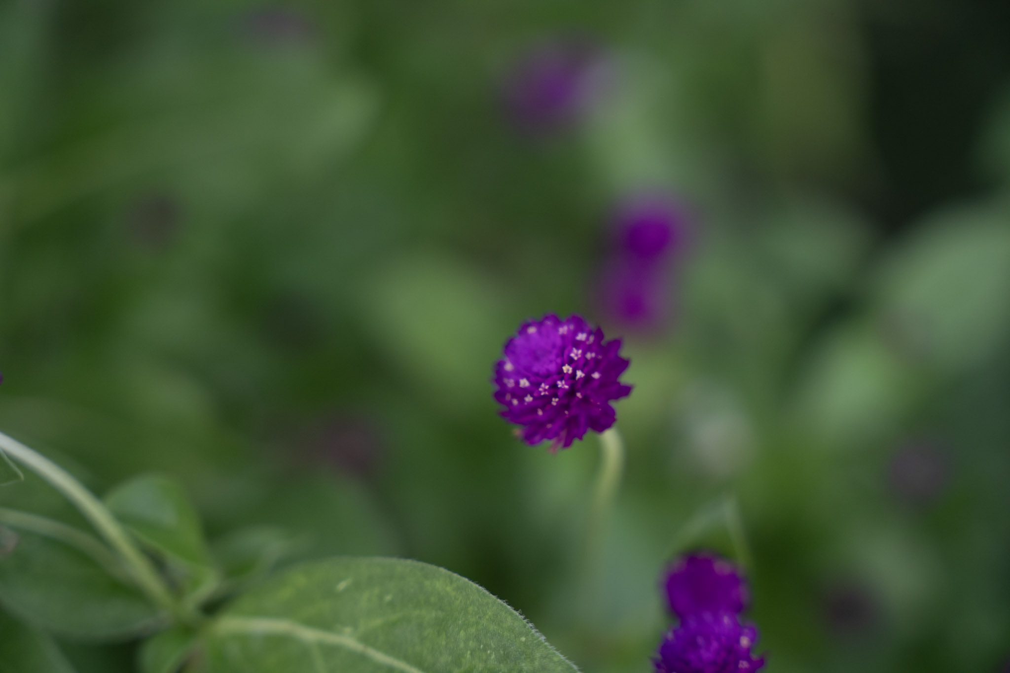 2021-12-22_Guaynabo - foto 2