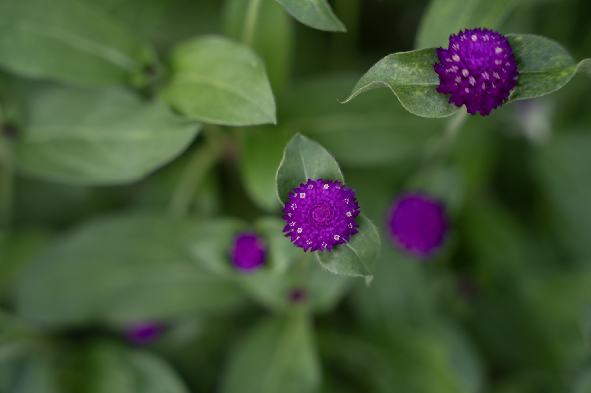 2021-12-22_Guaynabo - foto 5