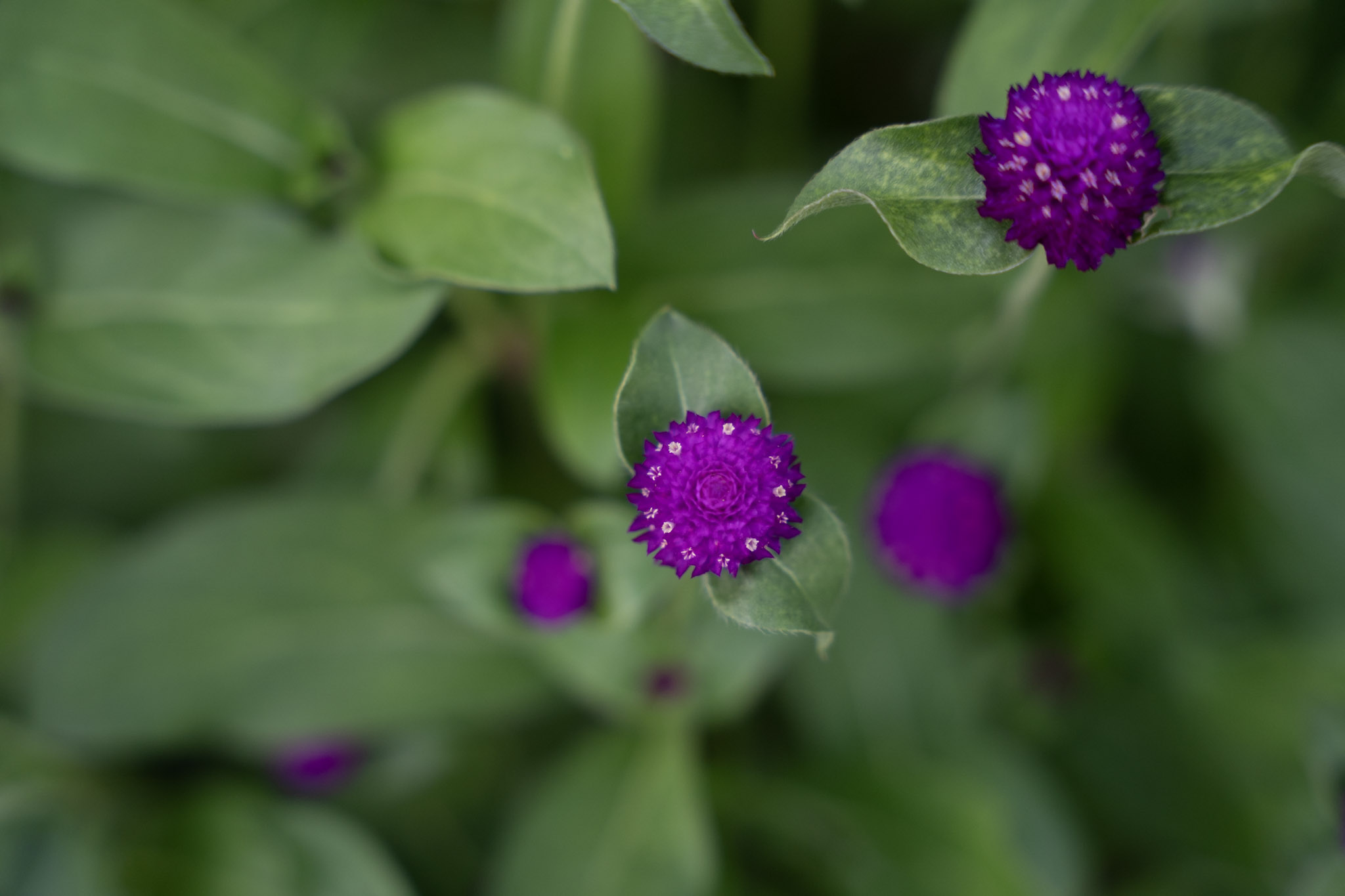 2021-12-22_Guaynabo - foto 7