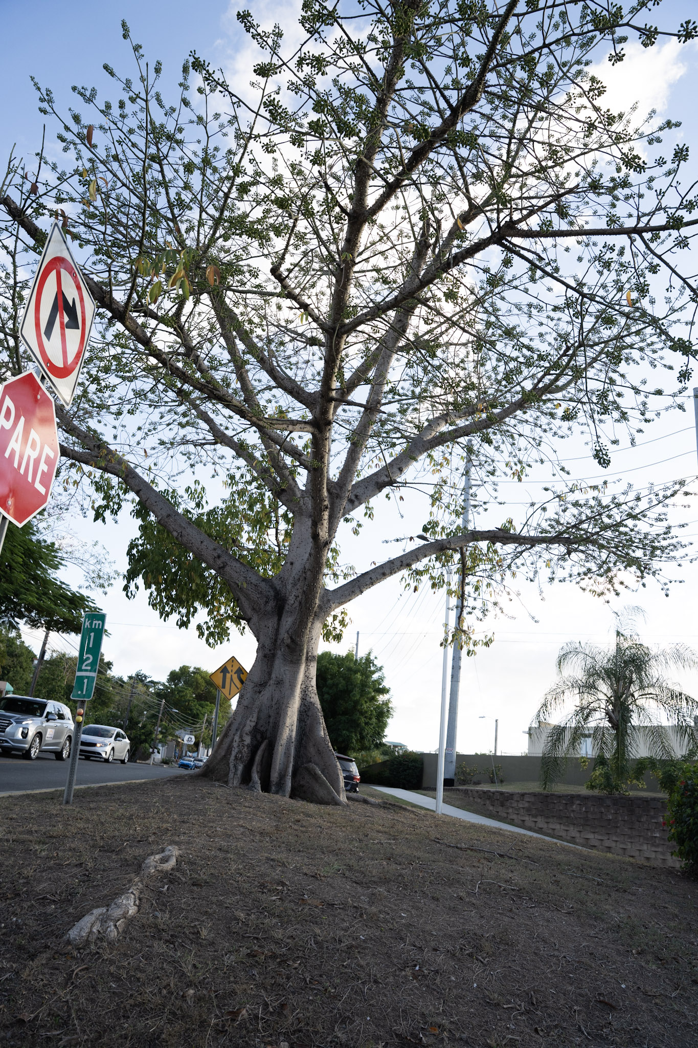 2021-12-29_Cayey - foto 197