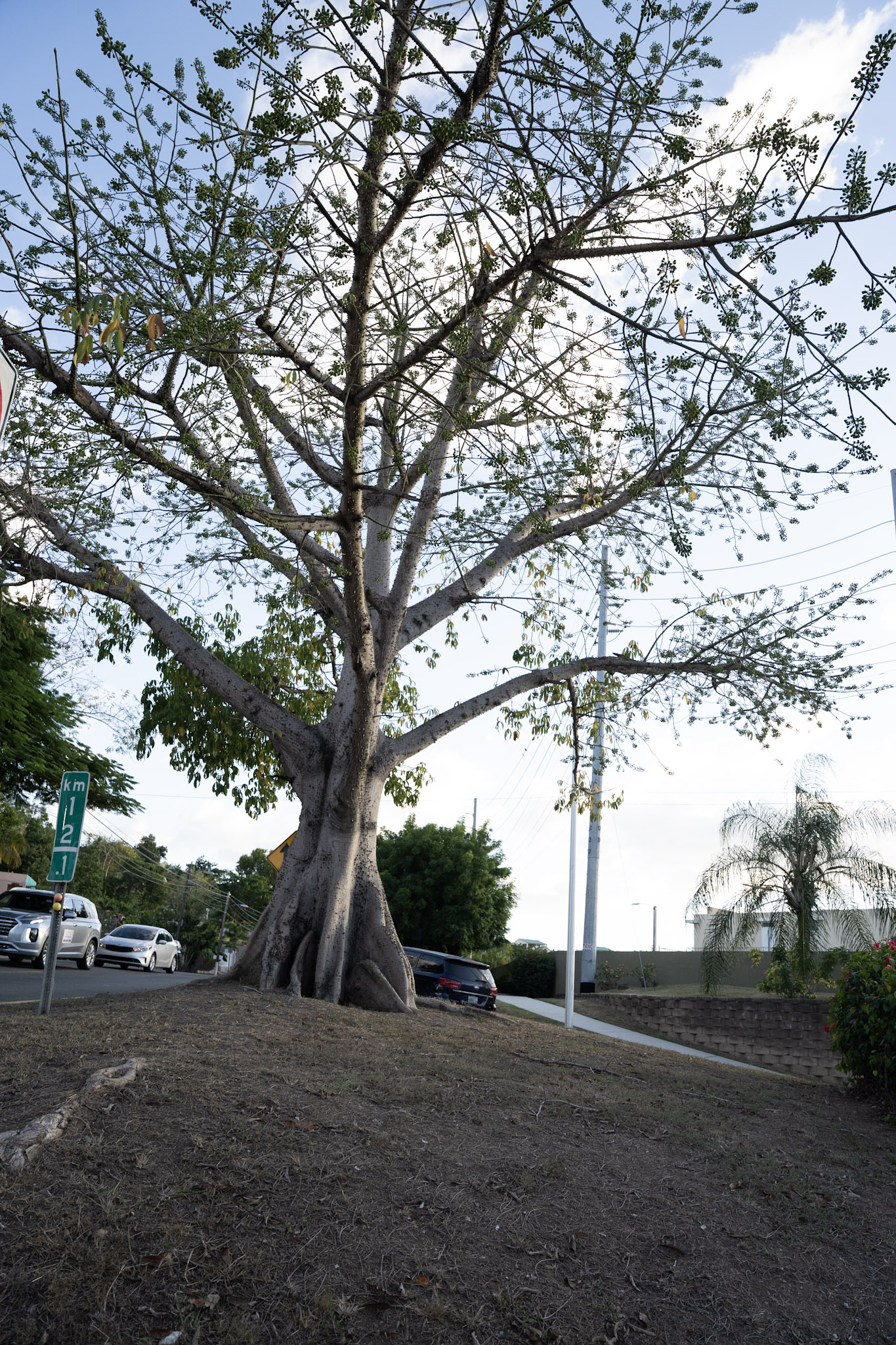 2021-12-29_Cayey - foto 198