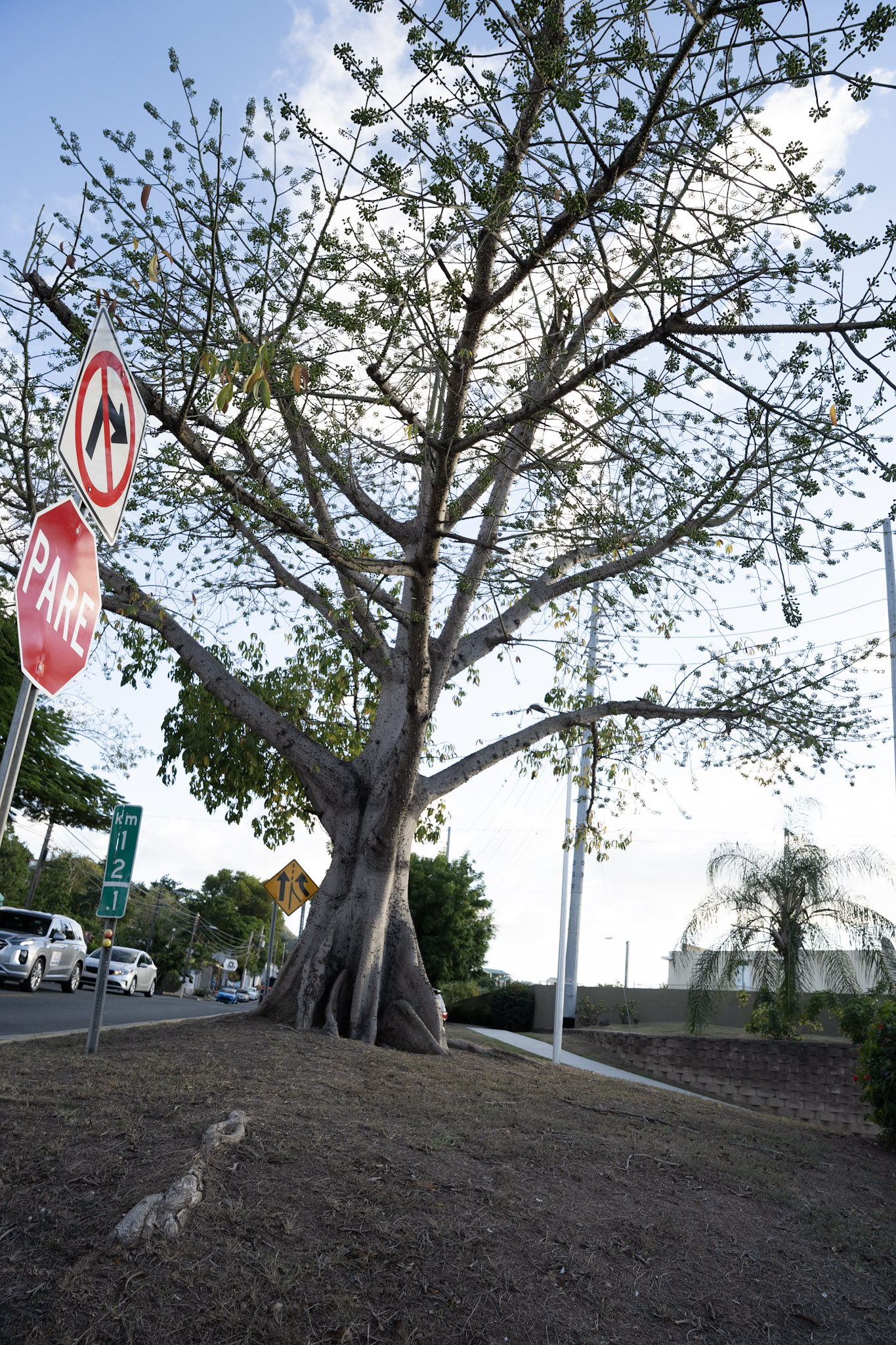 2021-12-29_Cayey - foto 199