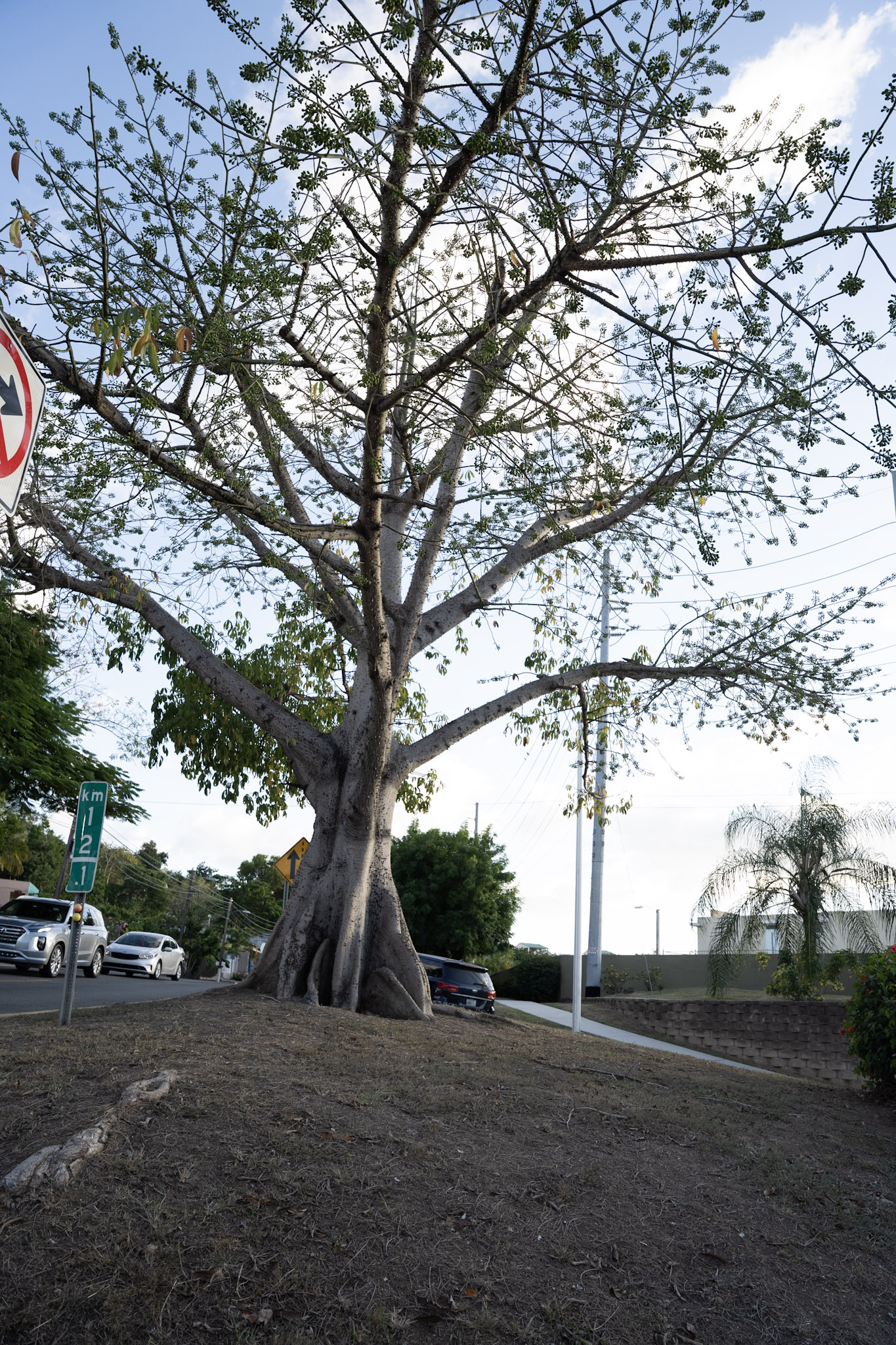 2021-12-29_Cayey - foto 200