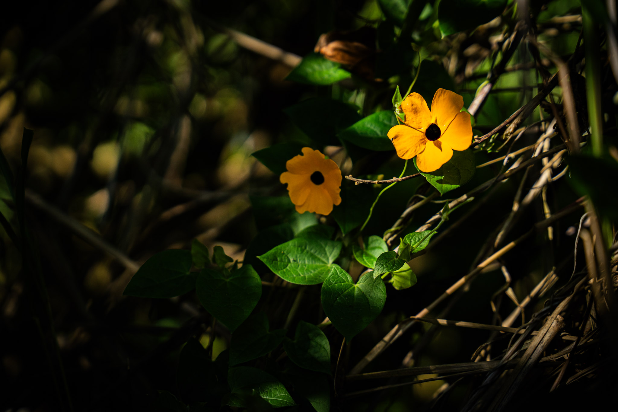 Cayey - foto 22