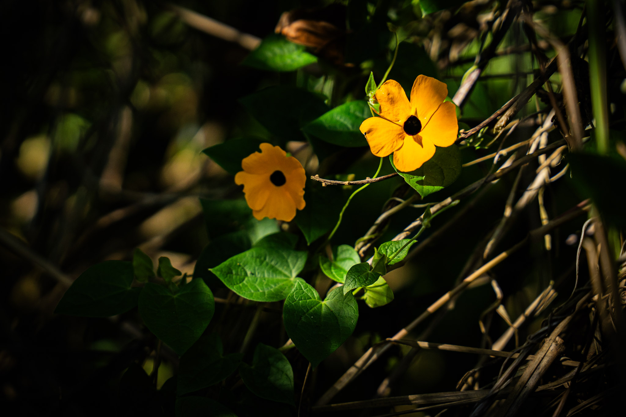 Cayey - foto 23
