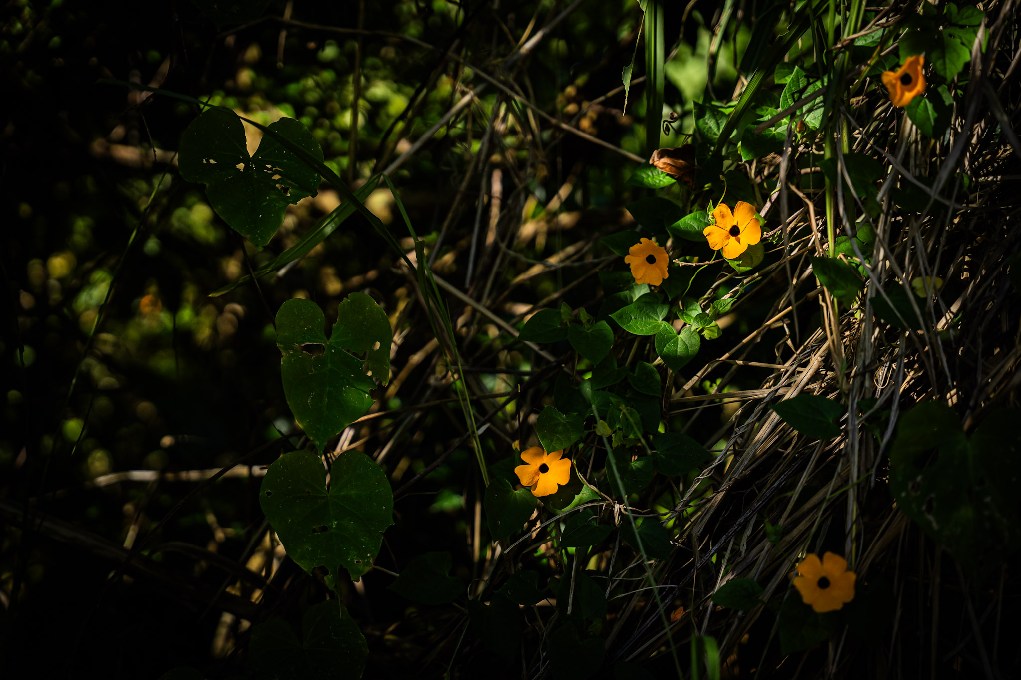 Cayey - foto 24