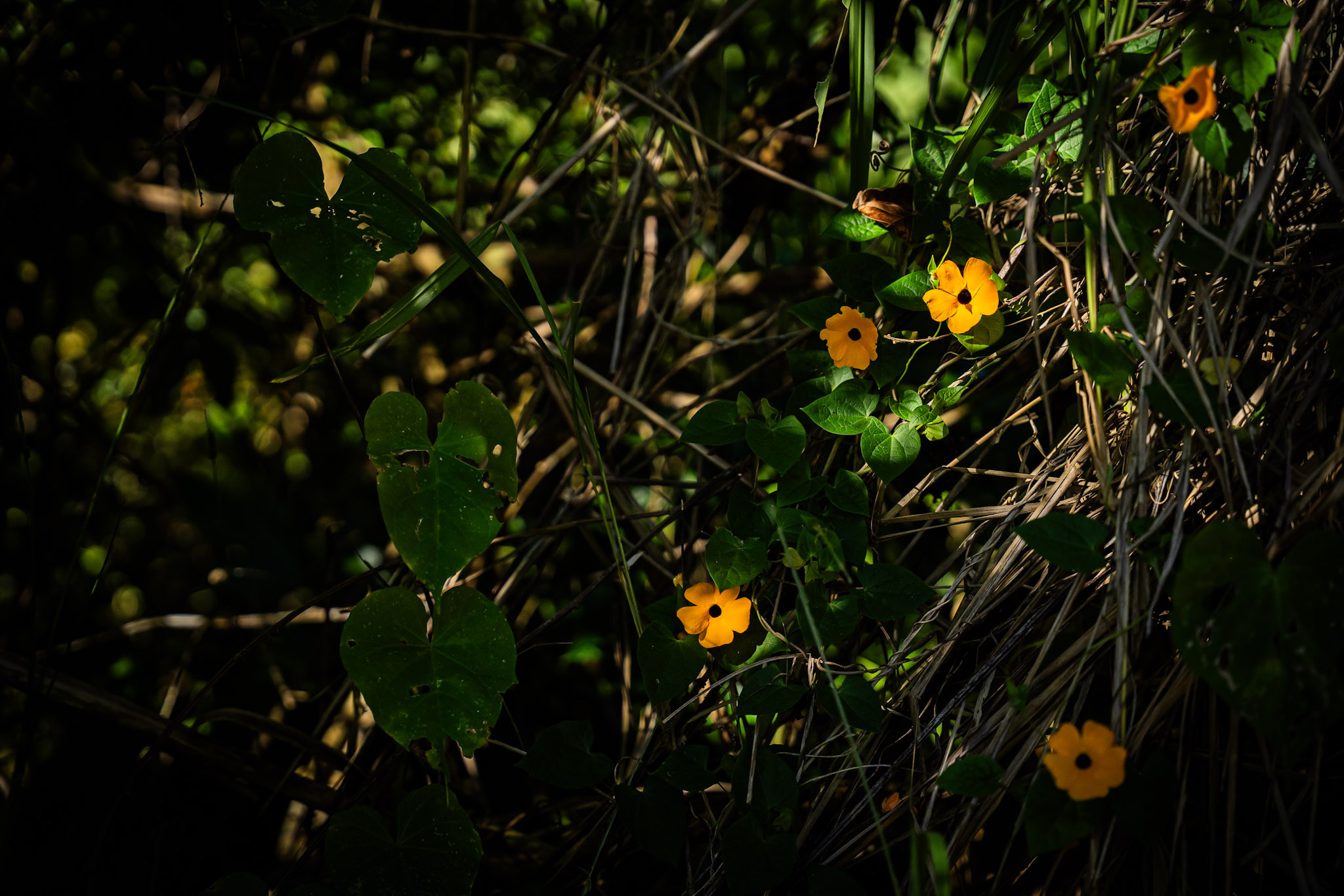 Cayey - foto 25