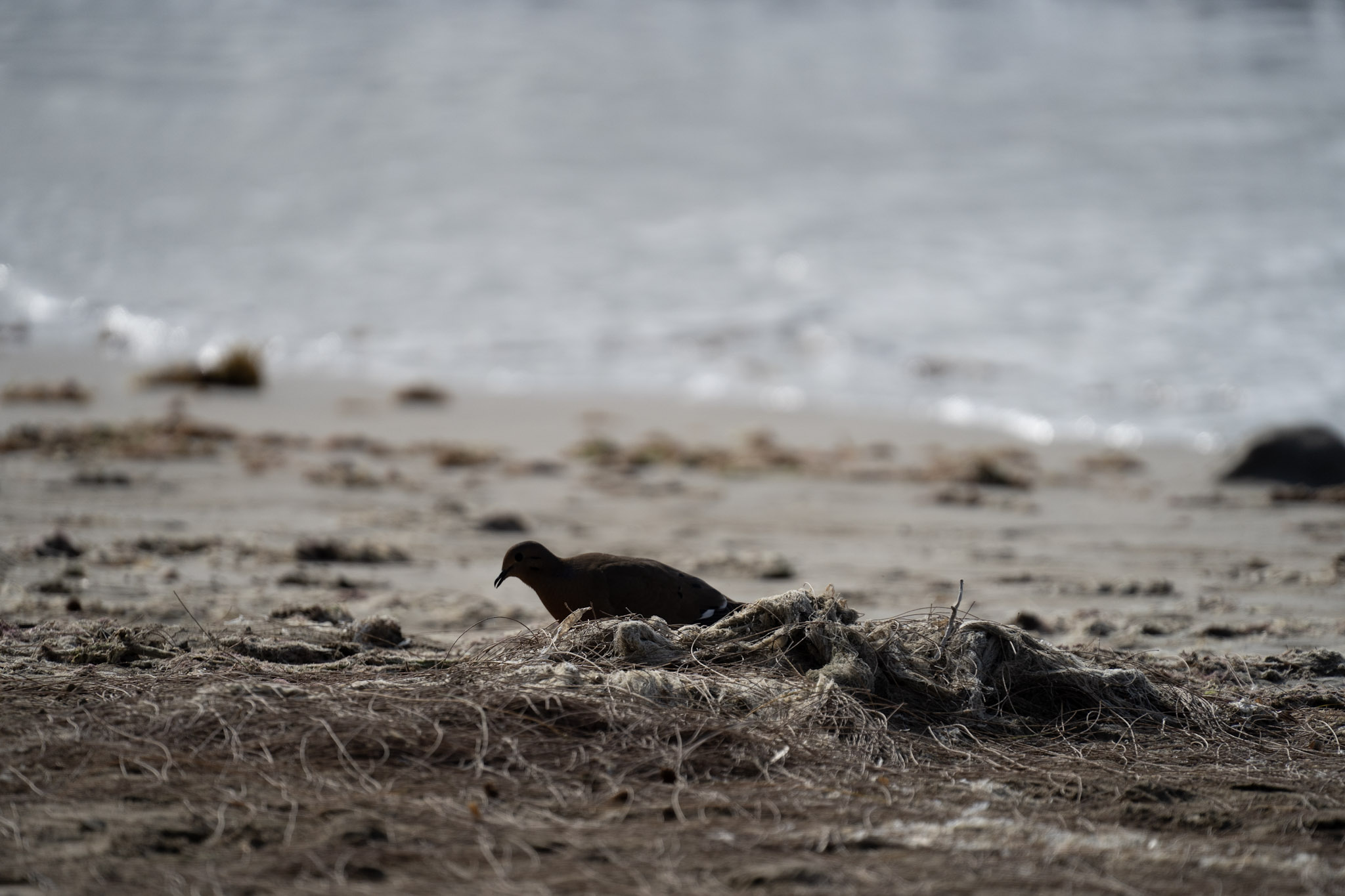 2021-12-30_Luquillo - foto 57