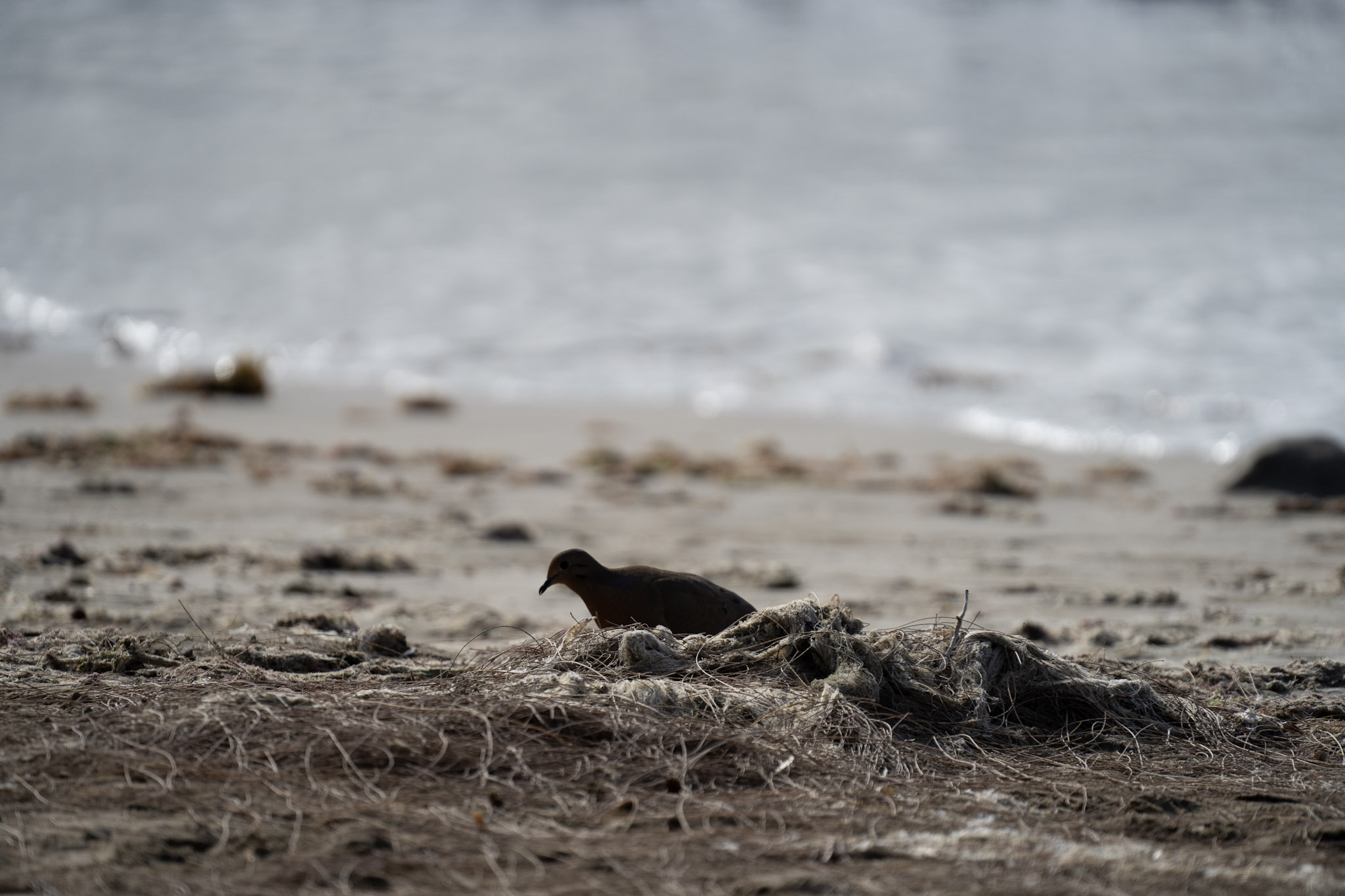 2021-12-30_Luquillo - foto 58