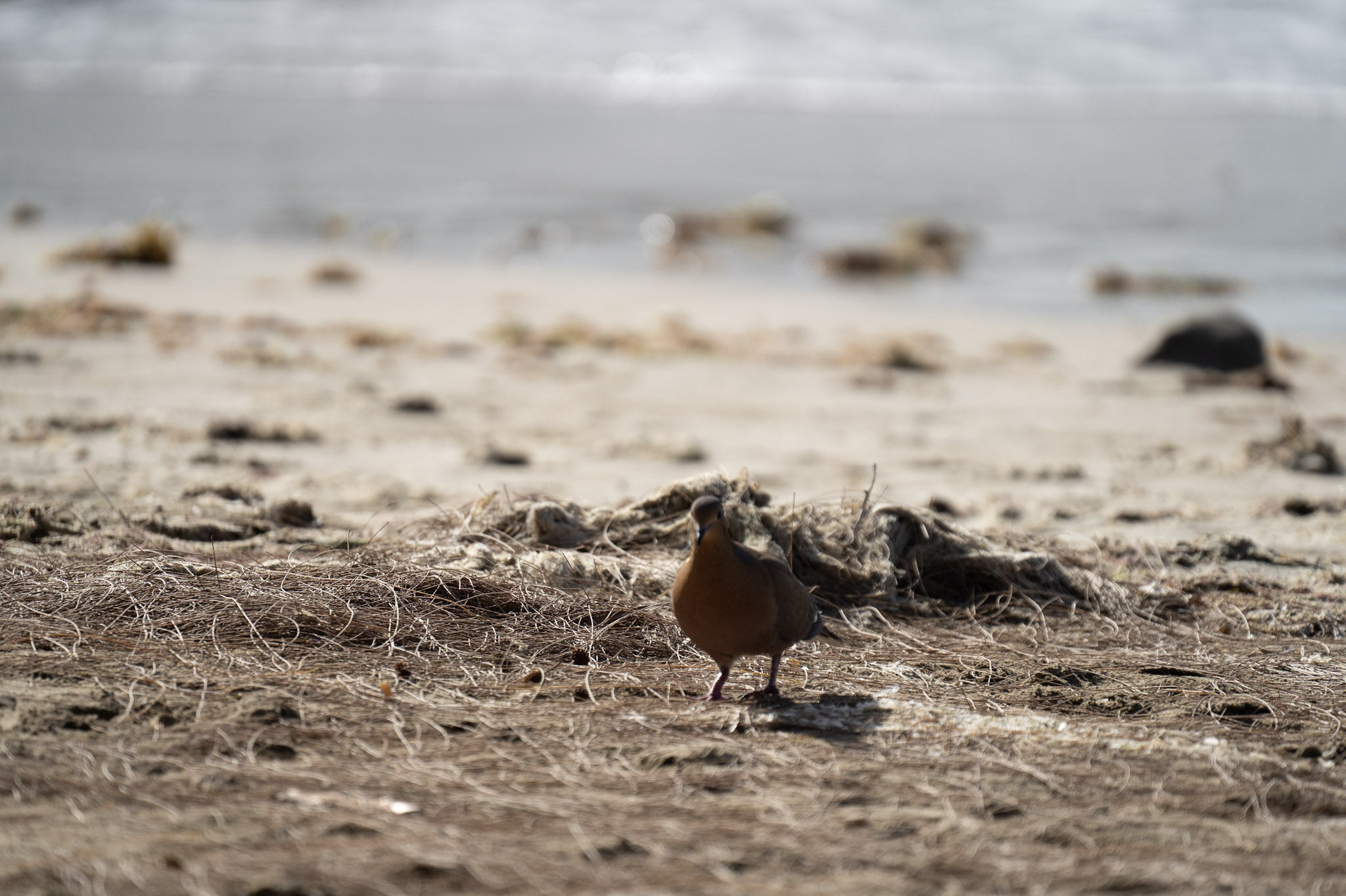 2021-12-30_Luquillo - foto 59