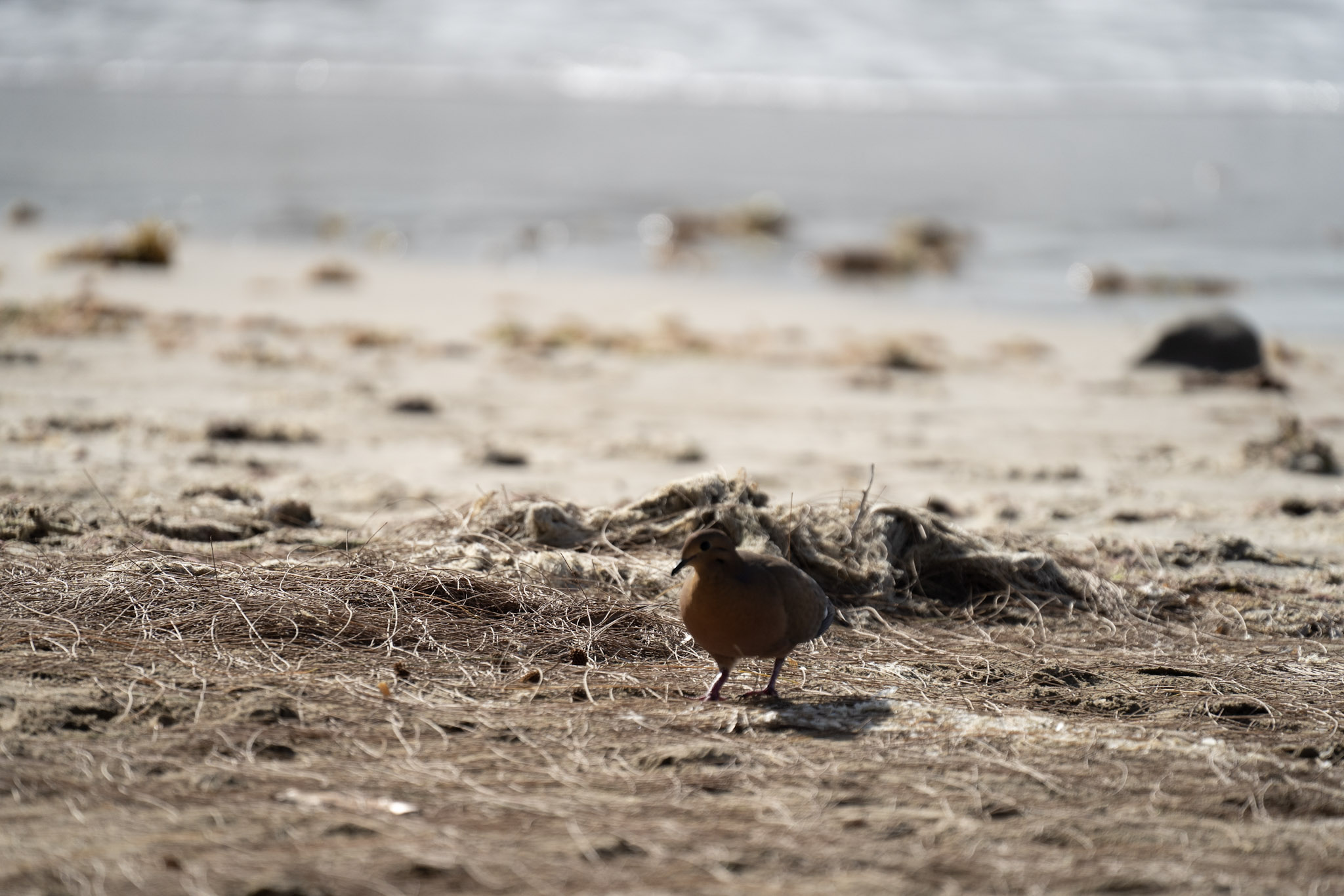 2021-12-30_Luquillo - foto 60