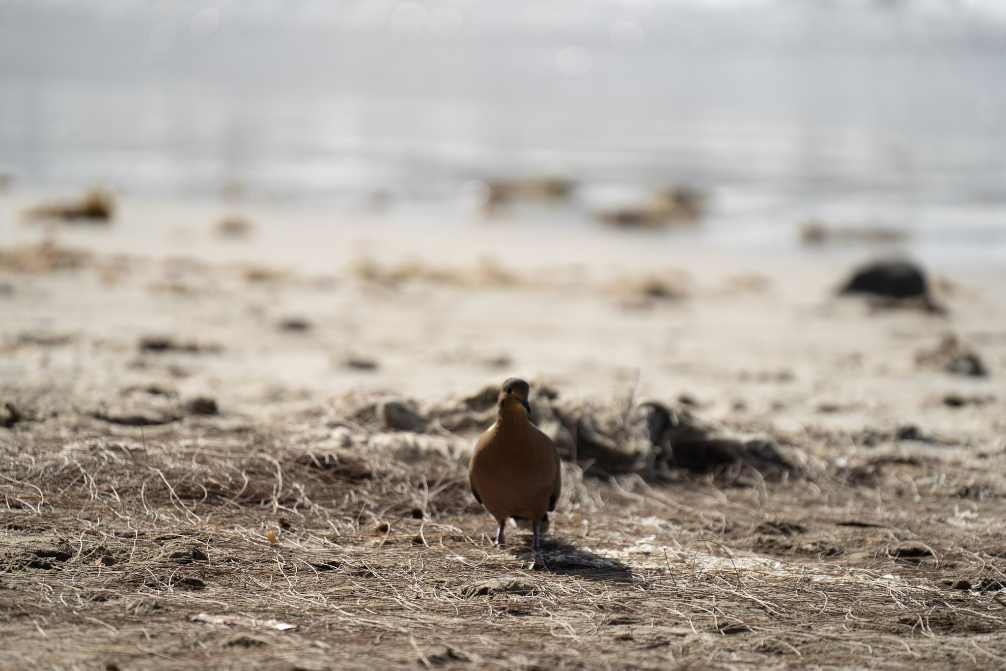 2021-12-30_Luquillo - foto 61